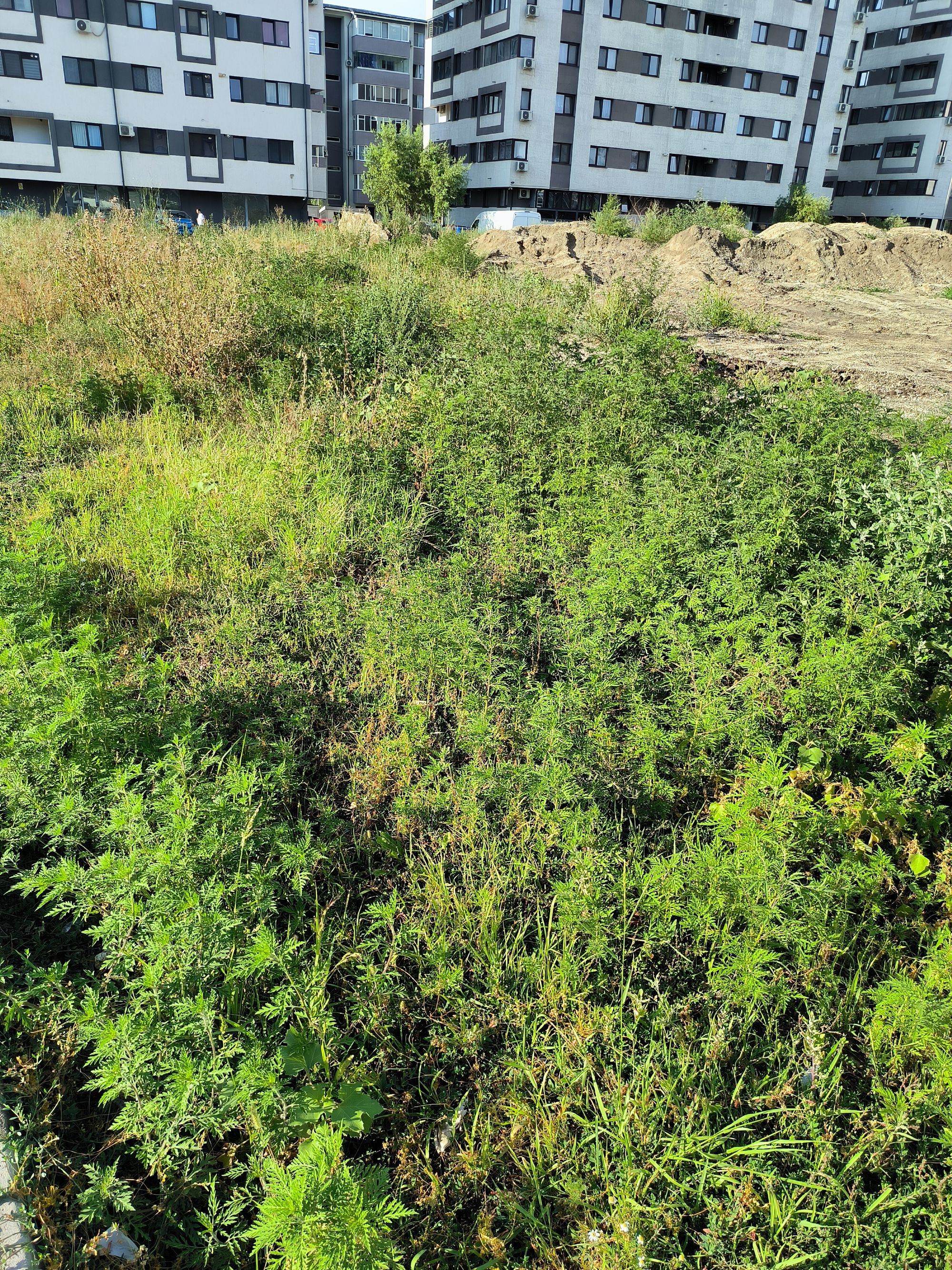 Ambrozie in Tineretului 37 J, Dudu, Comuna Chiajna, Județul Ilfov - IMG_20230727_182951.jpg