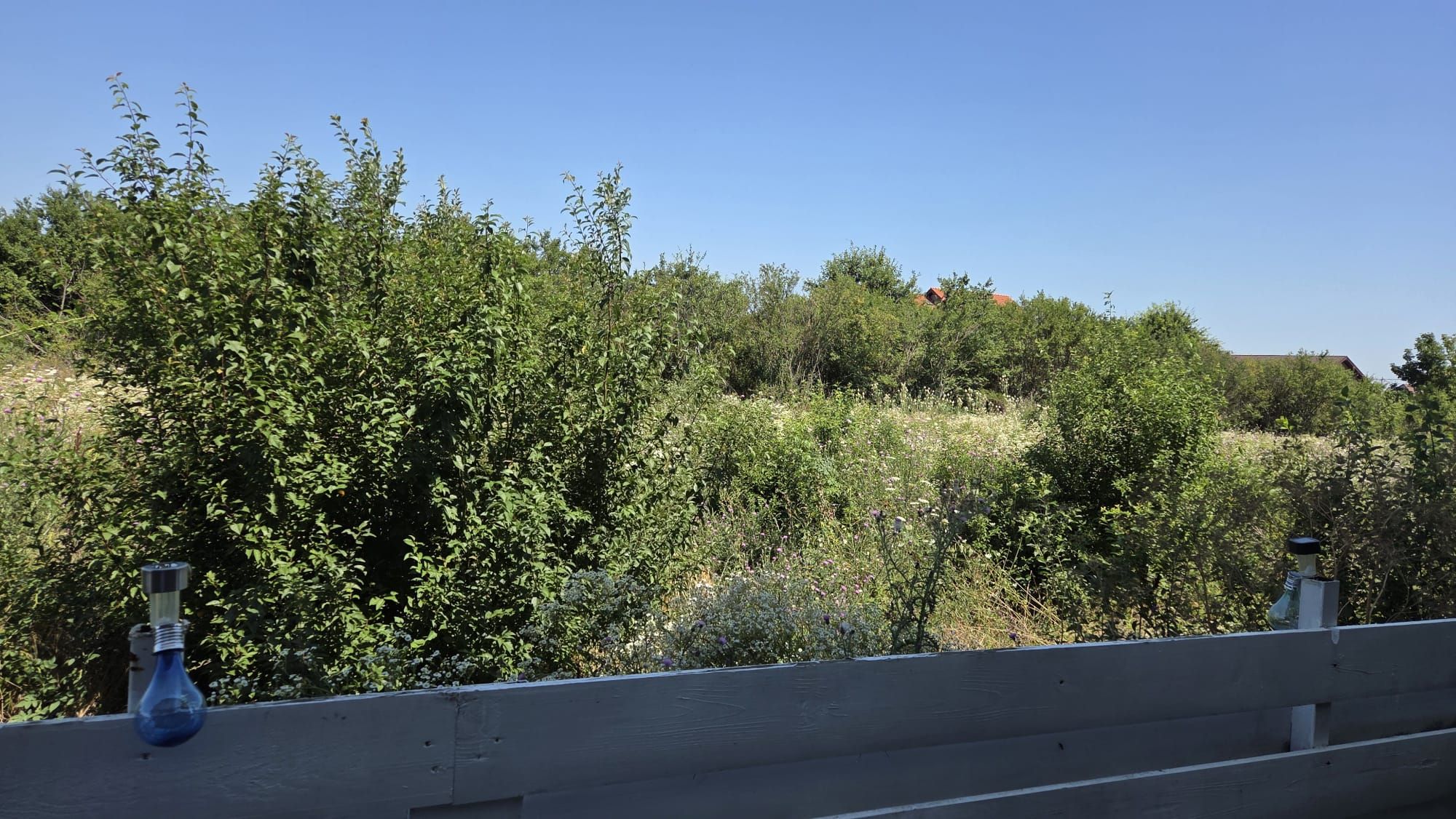 Ambrozie in Strada Nichita Stănescu 34, Chitila, Comuna Mogoșoaia, Județul Ilfov