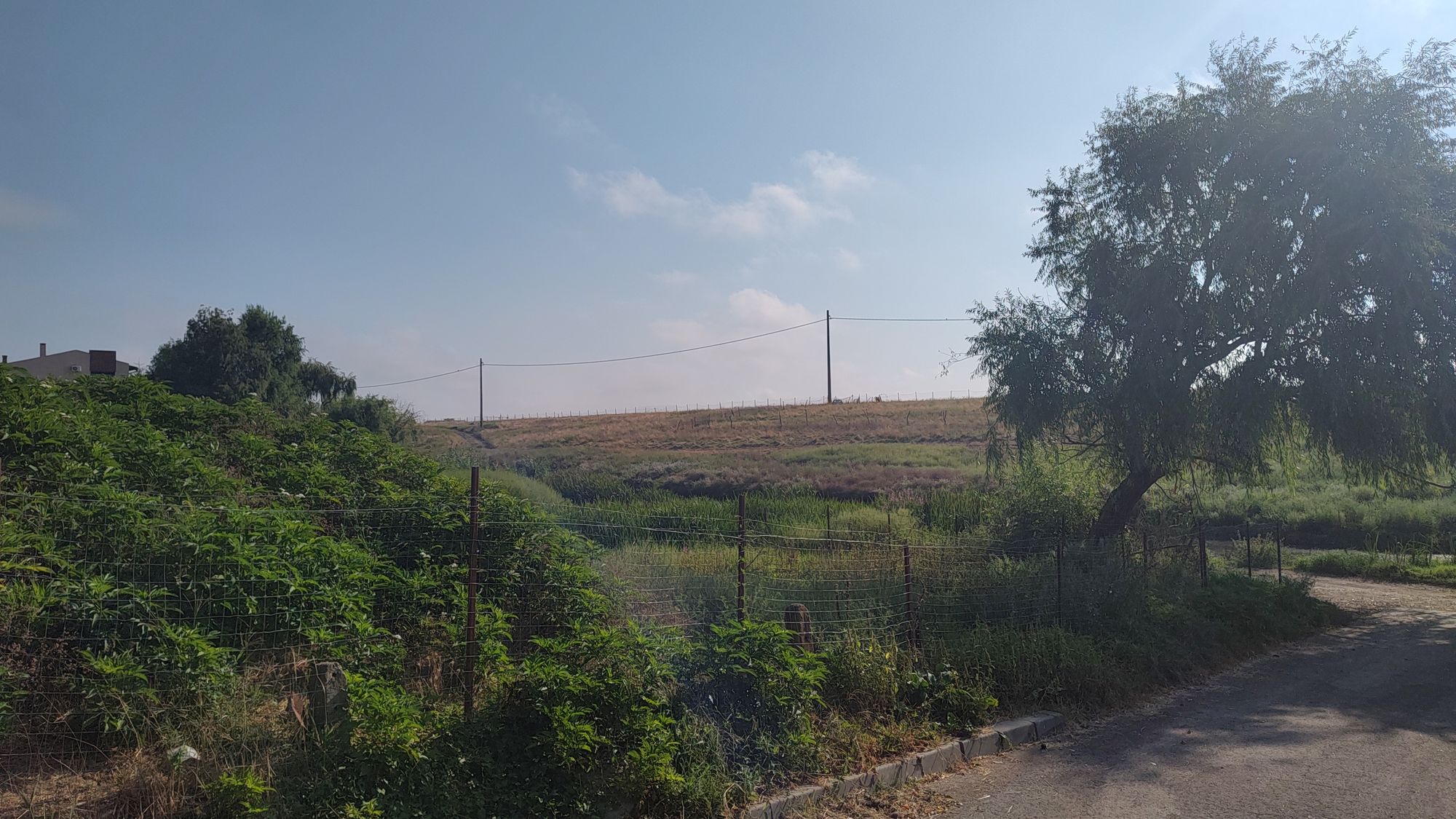 Ambrozie in Strada Erou Chivu Dumitru 43a, Voluntari, Oraș Voluntari, Județul Ilfov