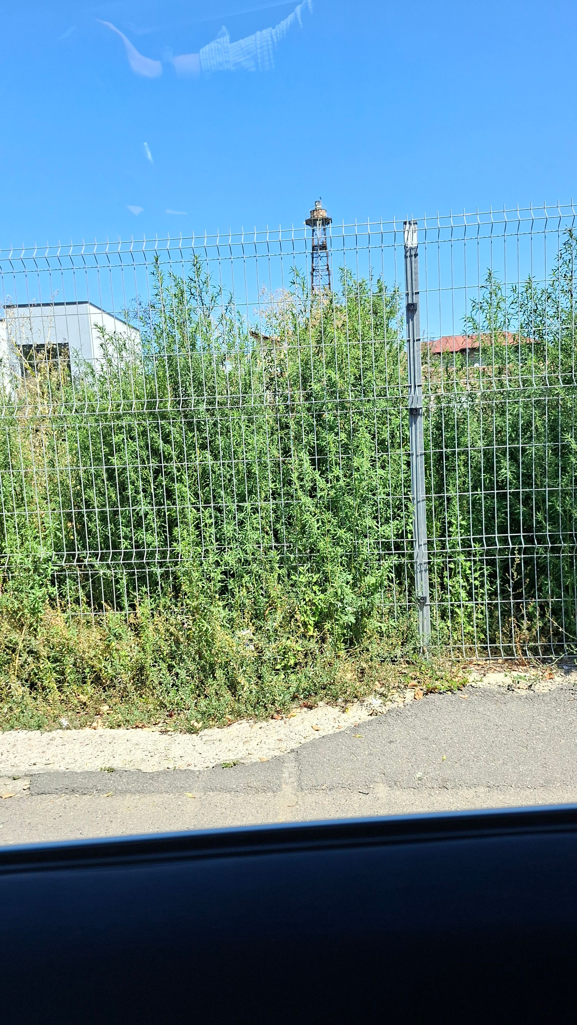 Ambrozie in Bulevardul Aerogării 9, București, Municipiul București - 20260730_120725.jpg