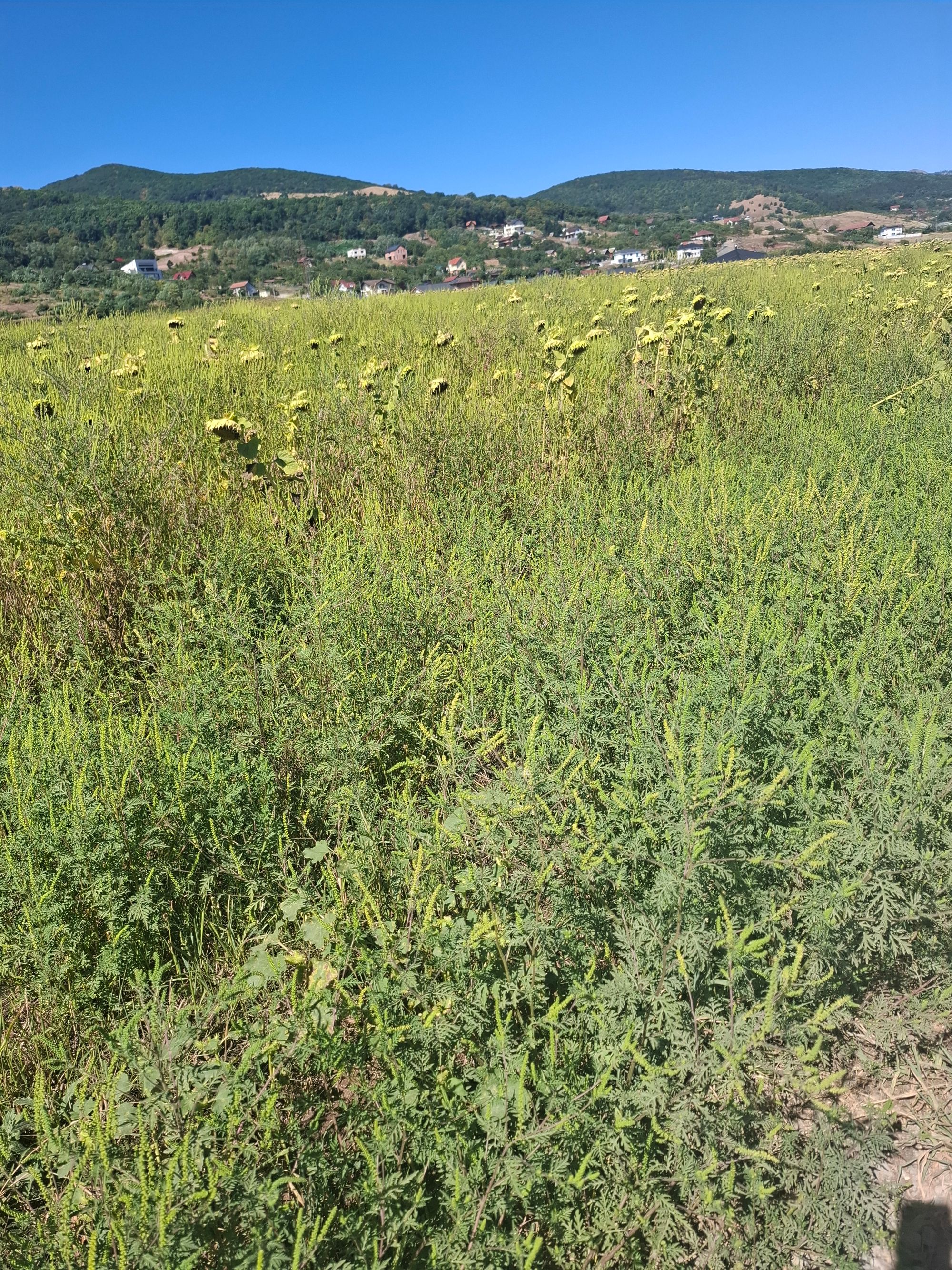 Ambrozie in Strada Viadana 11A, Alba Iulia, Municipiu Alba Iulia, Județul Alba
