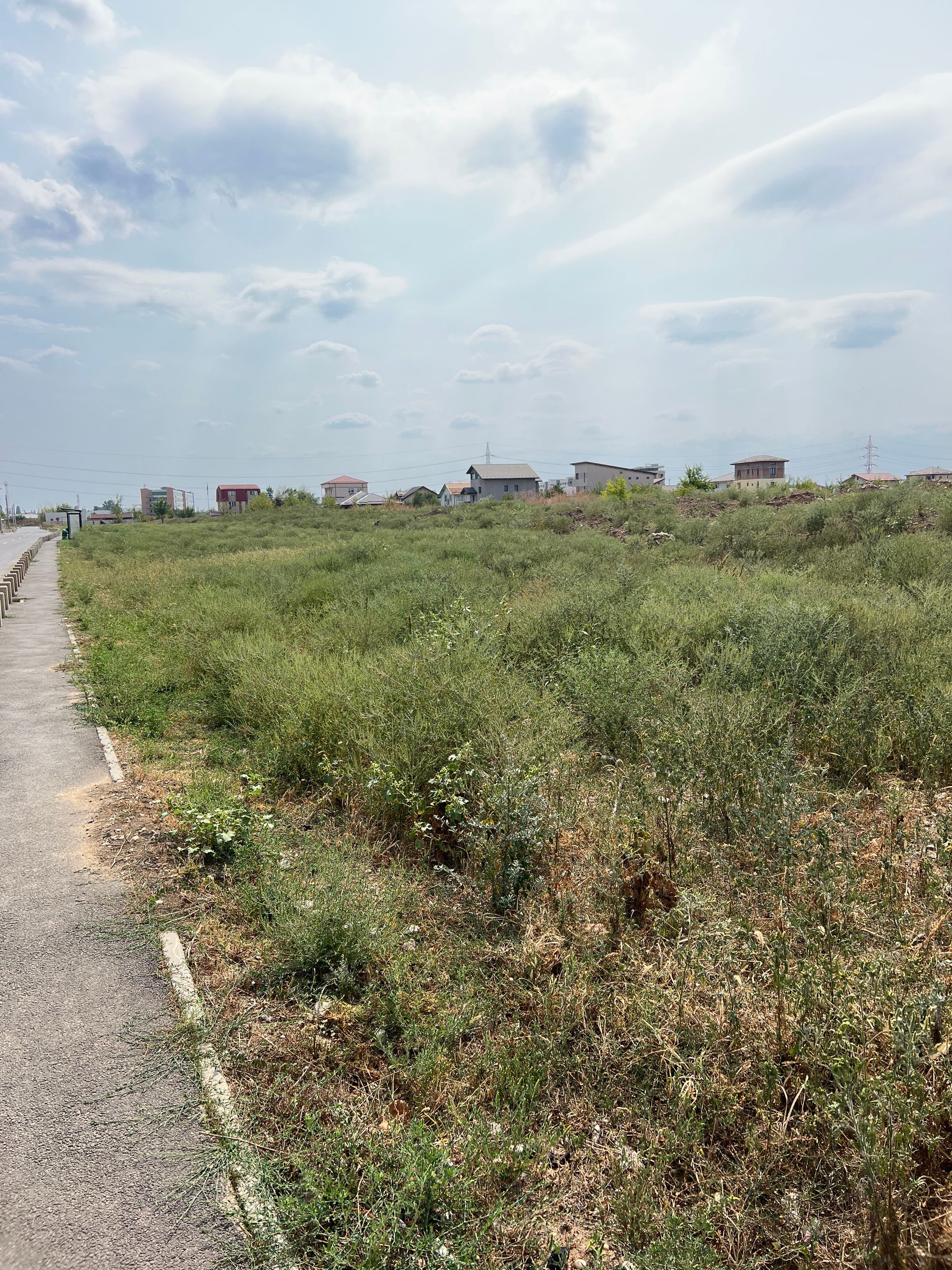 Ambrozie in Strada Sergent Ilie Petre 84, Comuna Chiajna, Județul Ilfov - image.jpg