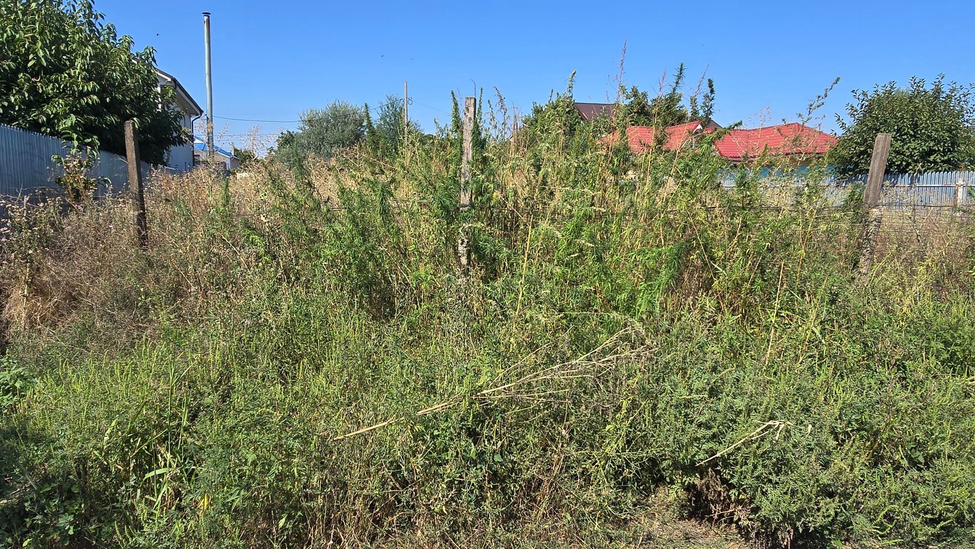 Ambrozie in Str Emil Racovita , Comuna Smârdan, Județul Galați