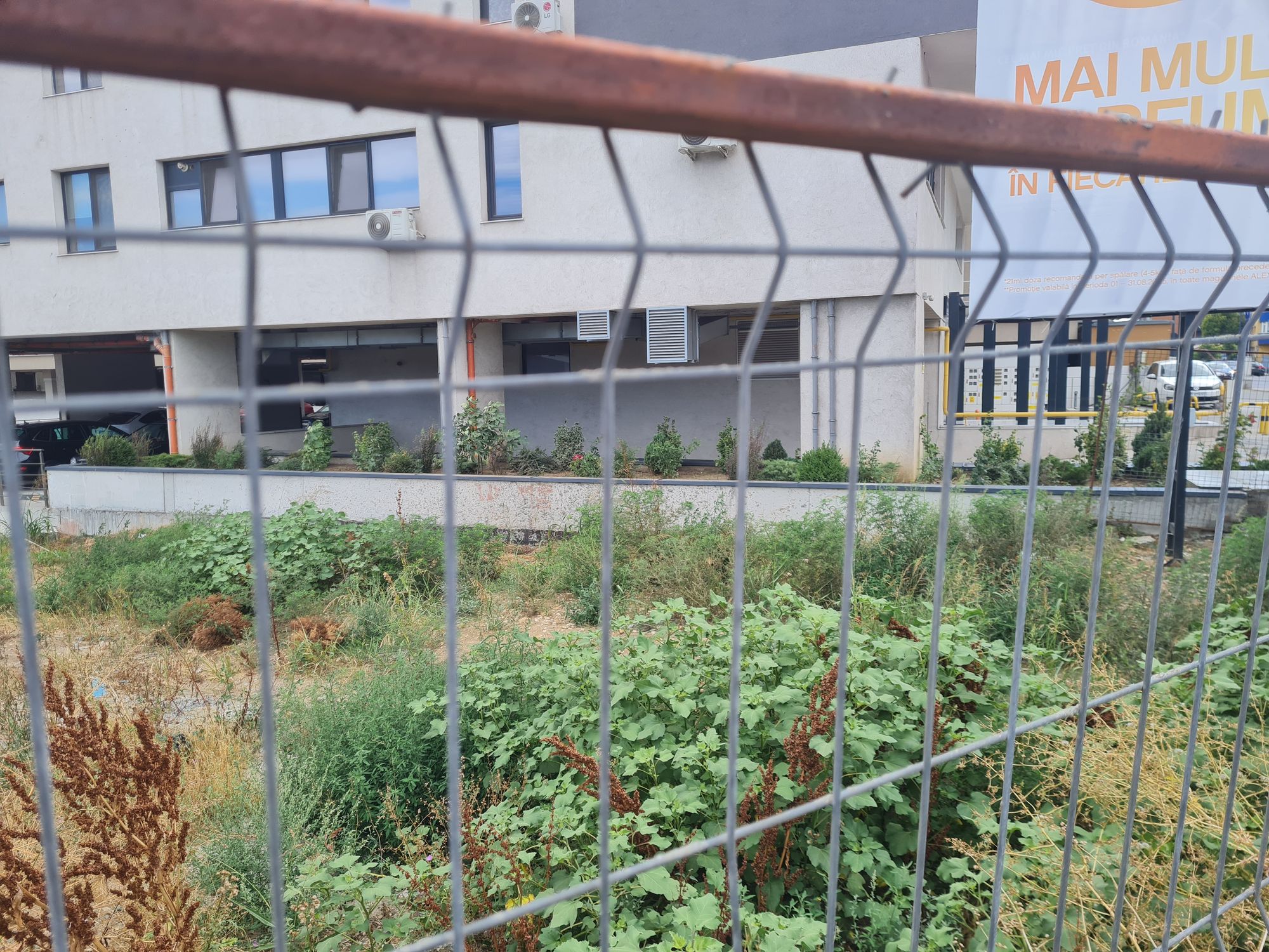 Ambrozie in Șoseaua Mangaliei 169, Constanța, Municipiul Constanța, Județul Constanța - 20250825_142230.jpg