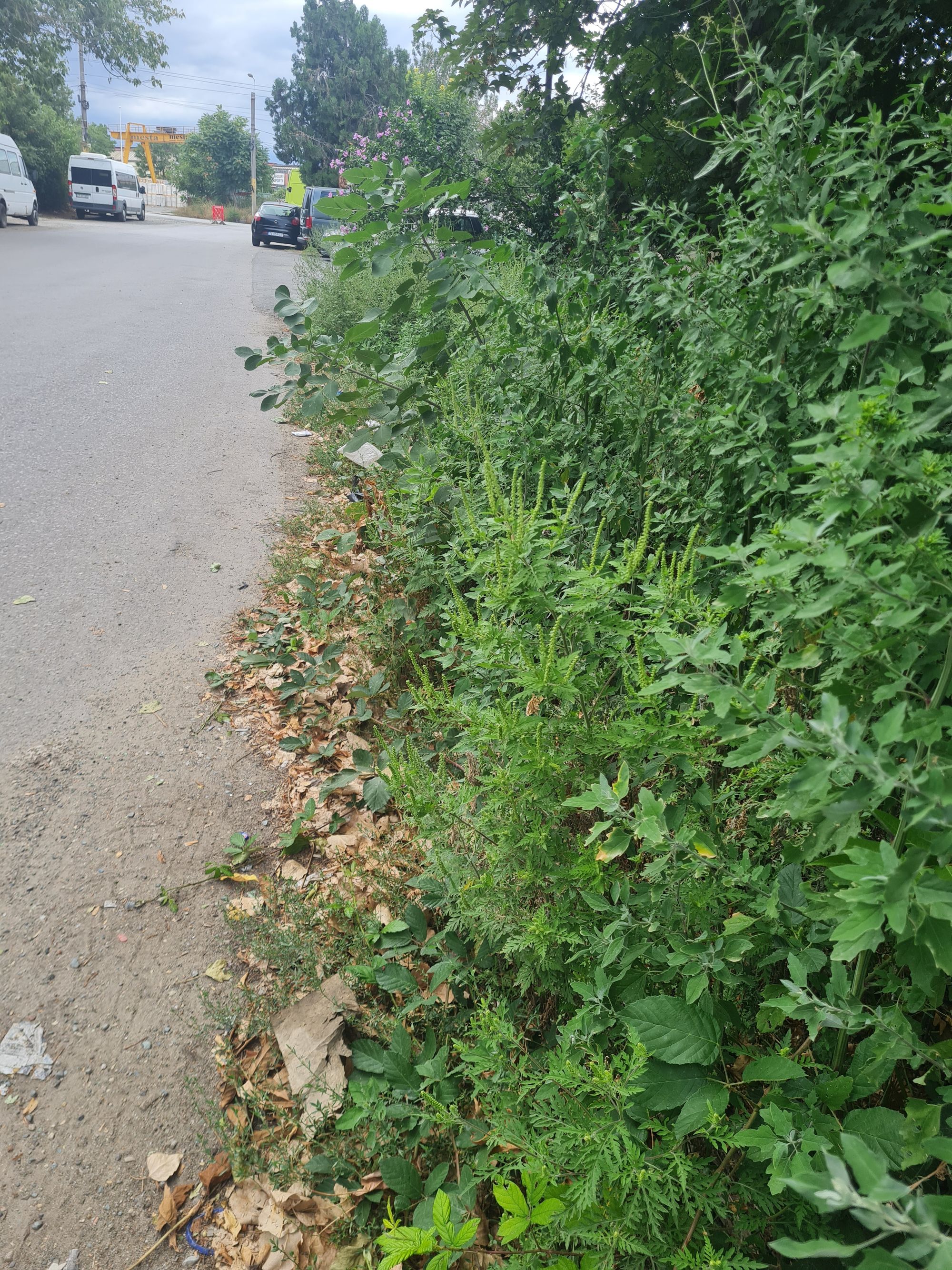 Ambrozie in Șoseaua Industrială 2, Constanța, Municipiul Constanța, Județul Constanța - 20250825_165441.jpg