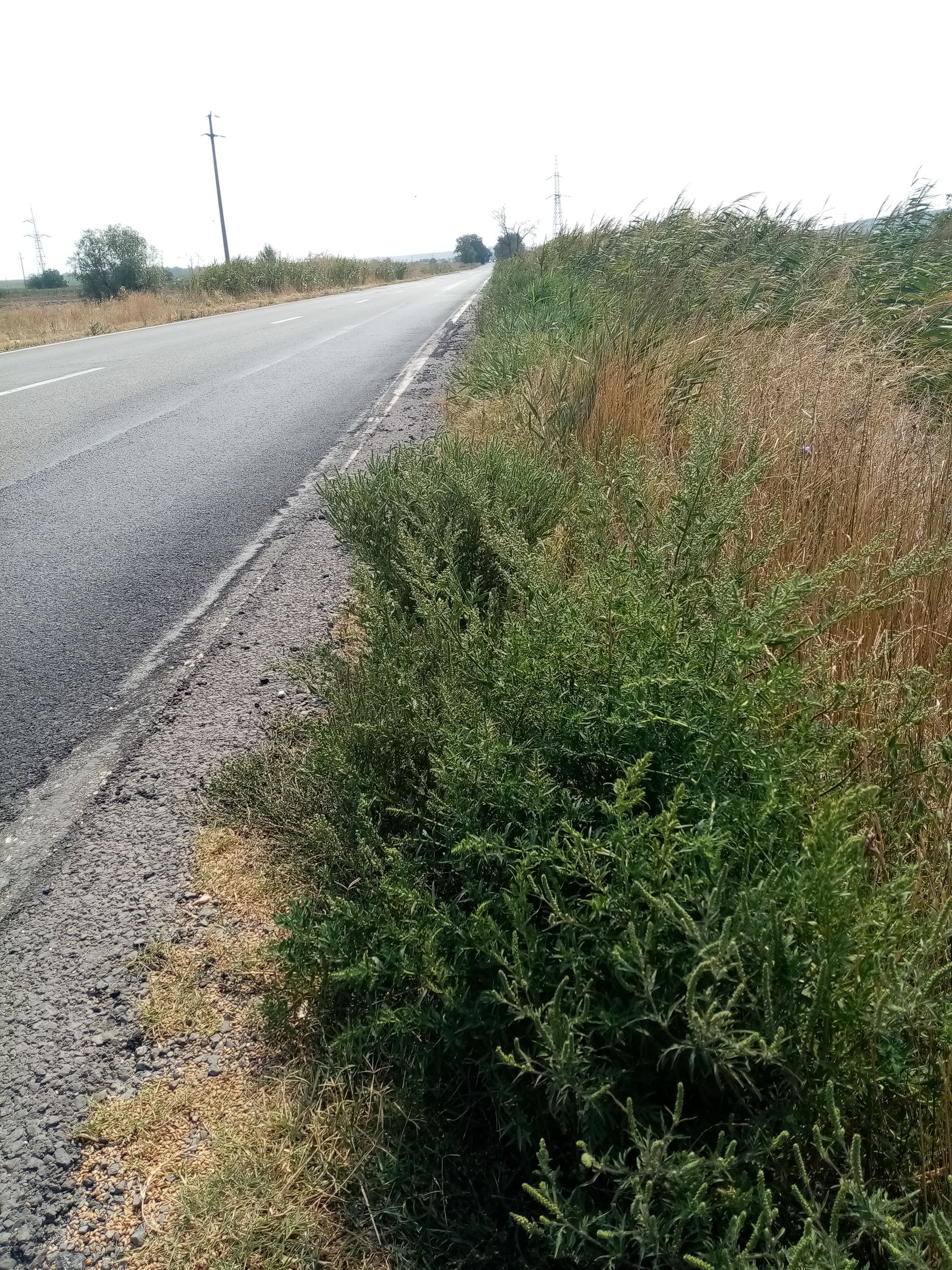 Ambrozie in Nisipari, Castelu, Constanța - IMG_20230829_120554.jpg