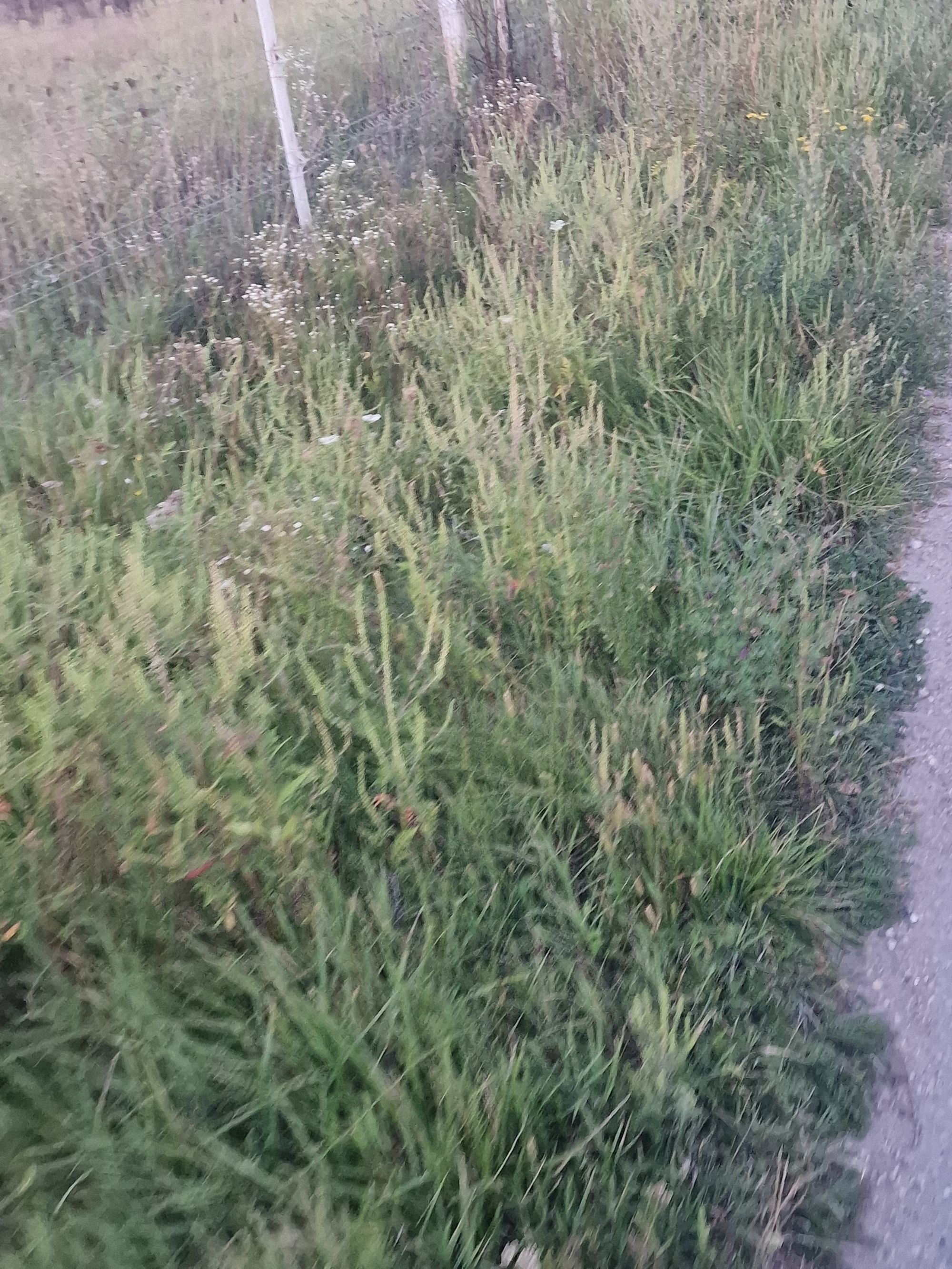 Ambrozie in Strada Lunca 148, Comuna Bascov, Județul Argeș