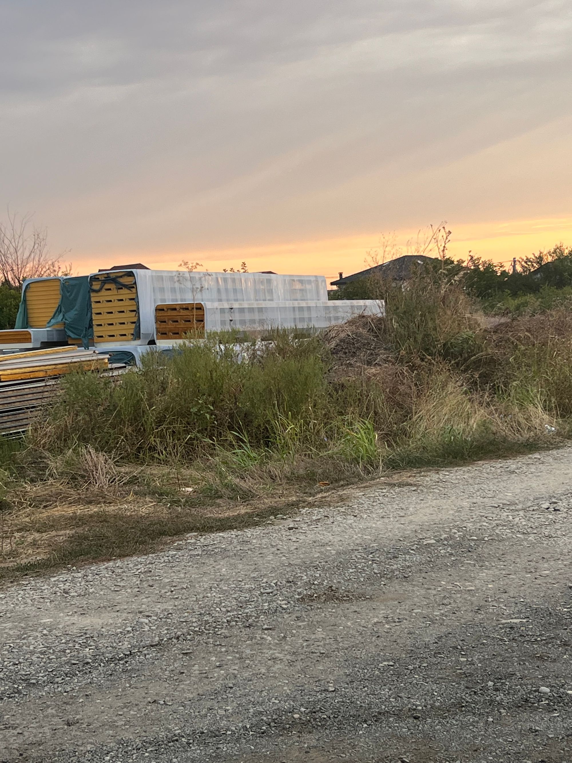 Ambrozie in Strada Ion Creangă 1, Odăile, Oraş Otopeni, Județul Ilfov - IMG_2315.jpeg