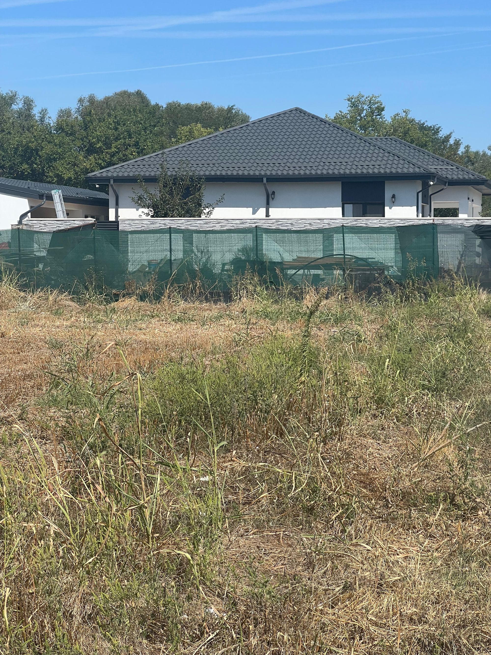 Ambrozie in Str. Spicului 22, Măgurele, Oraş Măgurele, Județul Ilfov - IMG_4449.jpeg