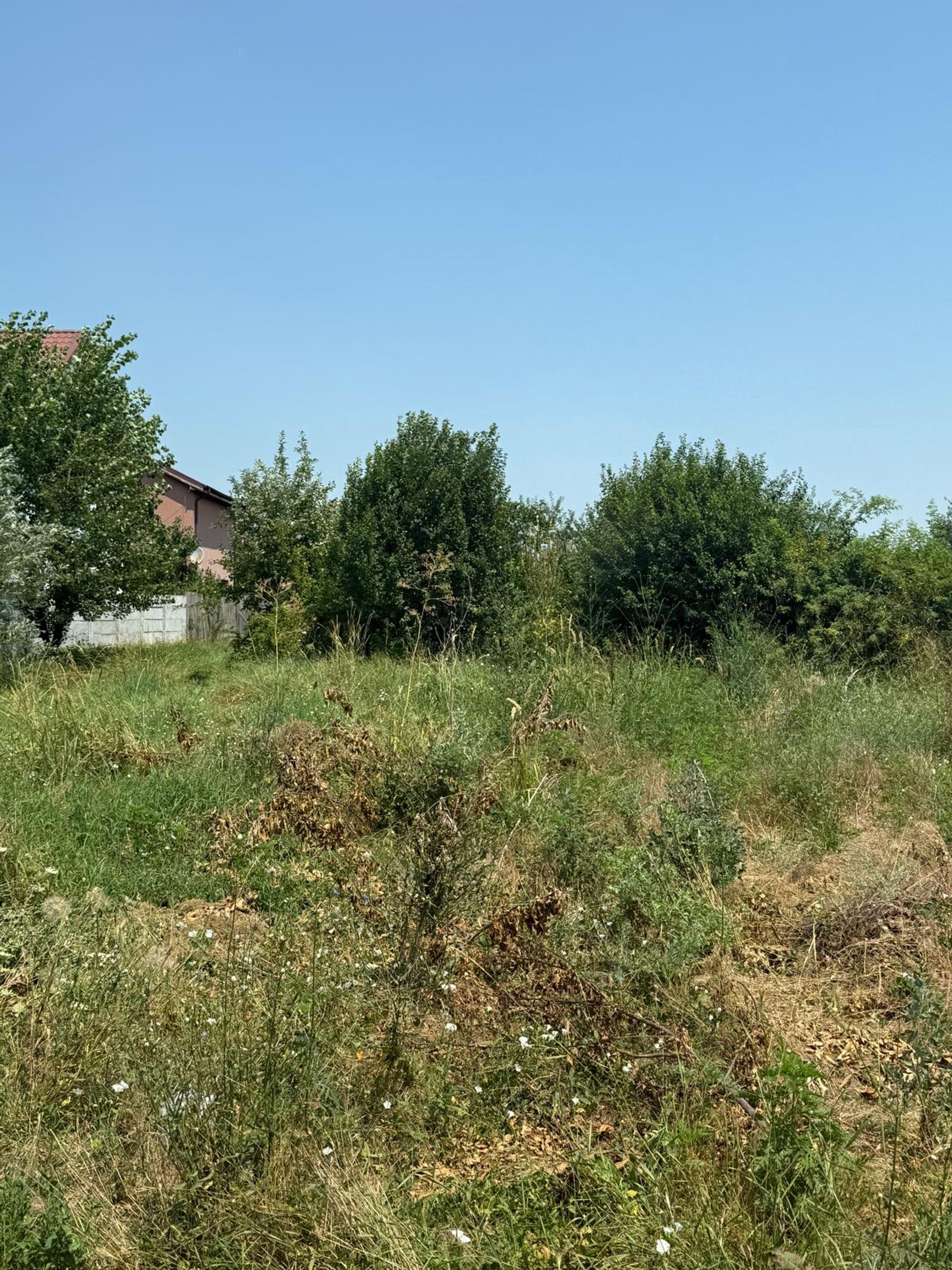 Ambrozie in Strada George Călinescu 15, Pantelimon, Oraș Pantelimon, Județul Ilfov - WhatsApp Image 2026-07-20 at 12.54.07 (3).jpeg