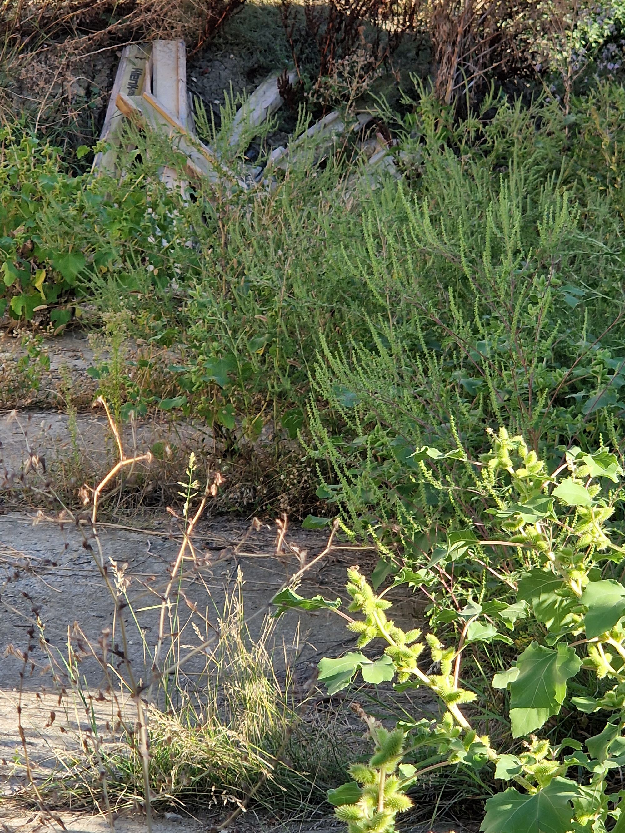 Ambrozie in Strada Cronicar Mustea 8, Iași, Municipiu Iaşi, Județul Iași