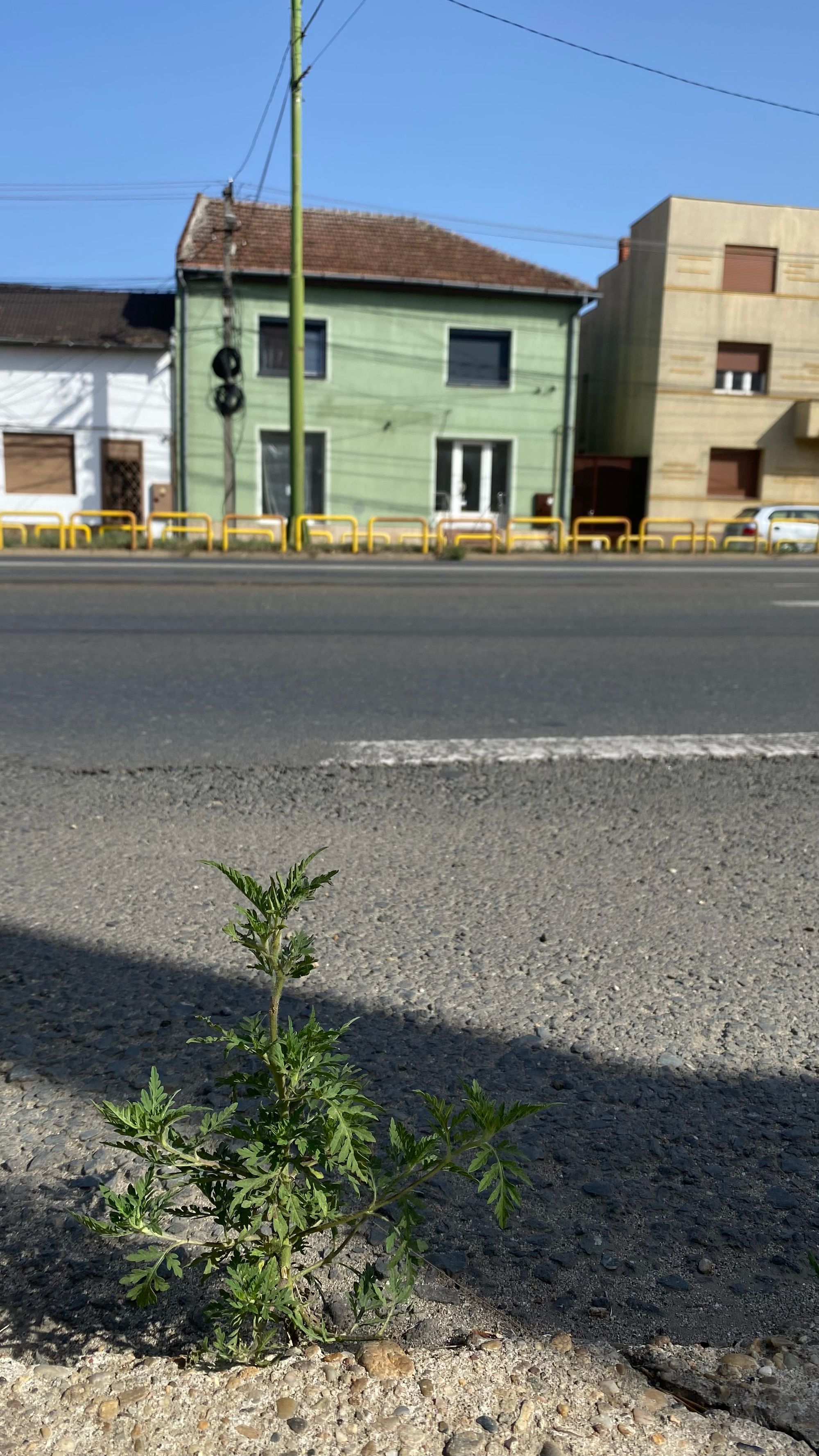 Ambrozie in Strada Petru Rareș 14, Arad, Municipiu Arad, Județul Arad - IMG_8399.jpeg