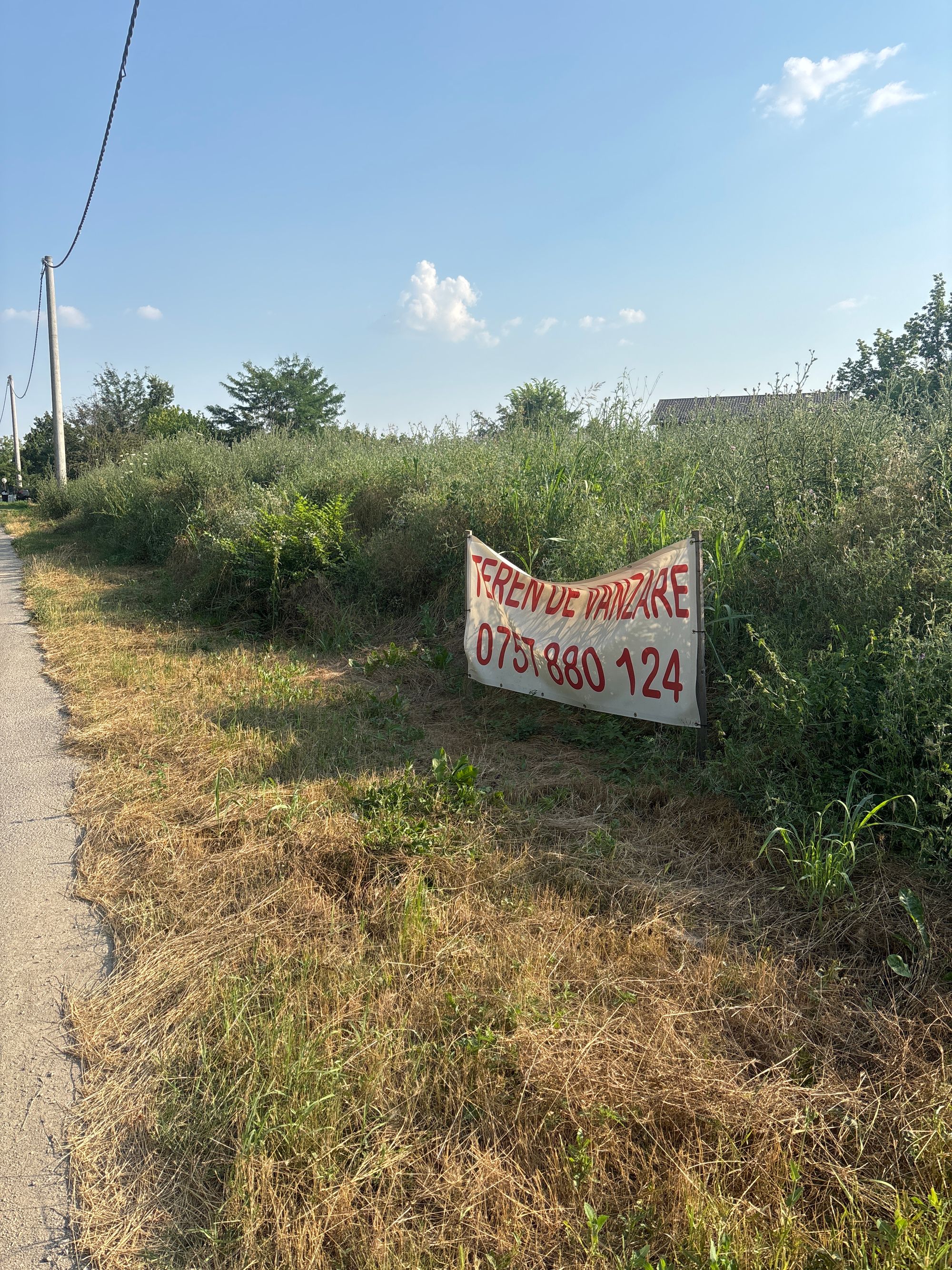 Ambrozie in Strada Ciocârliei 14, Măgurele, Oraș Măgurele, Județul Ilfov - image.jpg