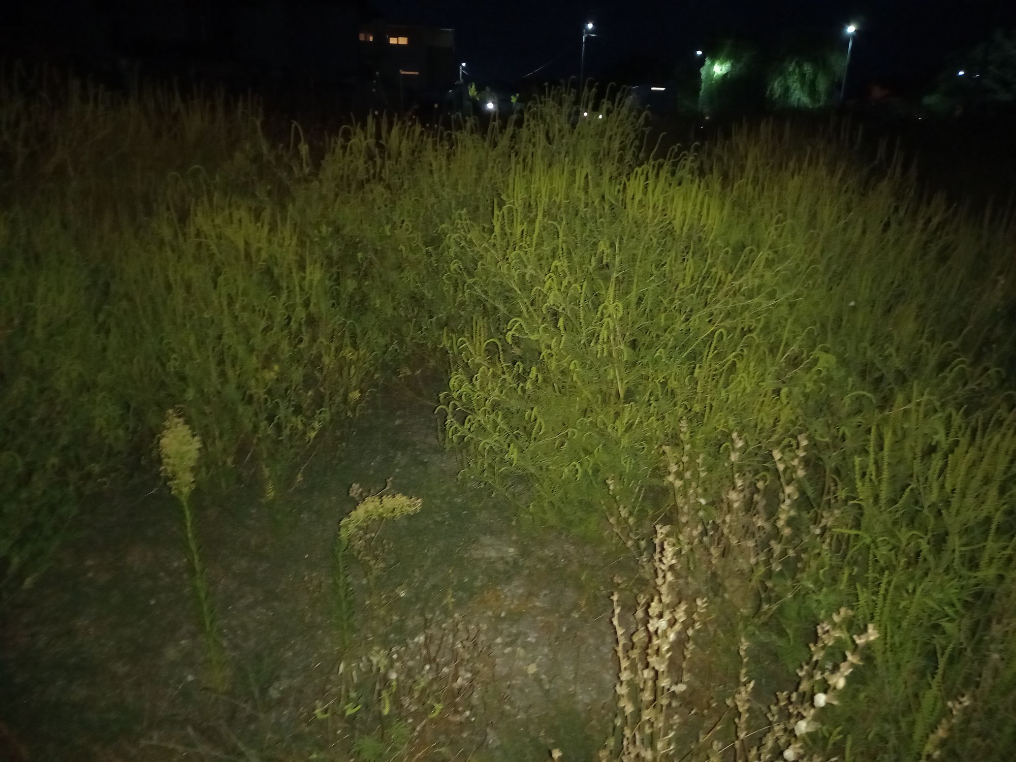 Ambrozie in Str. Margaretelor 16, Tunari, Comuna Tunari, Județul Ilfov - 16935898820022972665596370049051.jpg