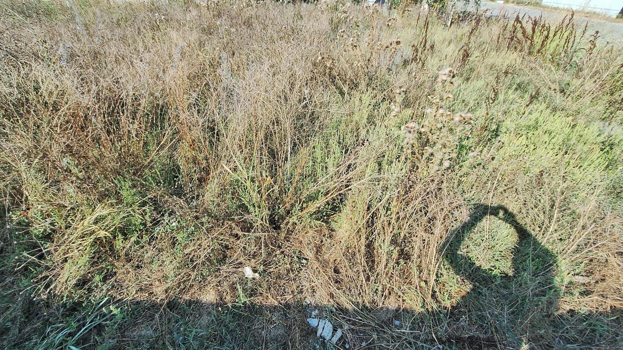 Ambrozie in DC49 378, Cocorova, Comuna Turburea, Județul Gorj - 45303.jpg