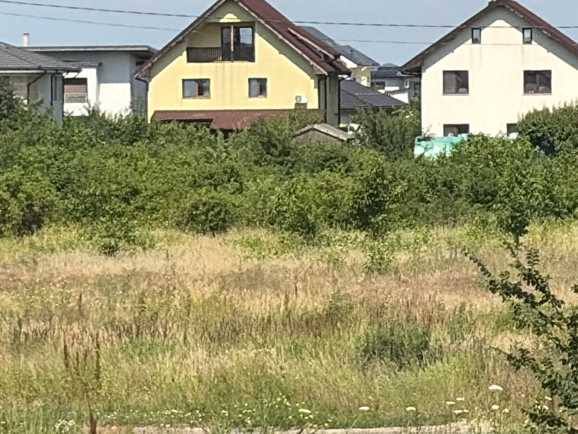Ambrozie in Strada Drumul Viilor 9, Otopeni, Oraș Otopeni, Județul Ilfov - image.jpg