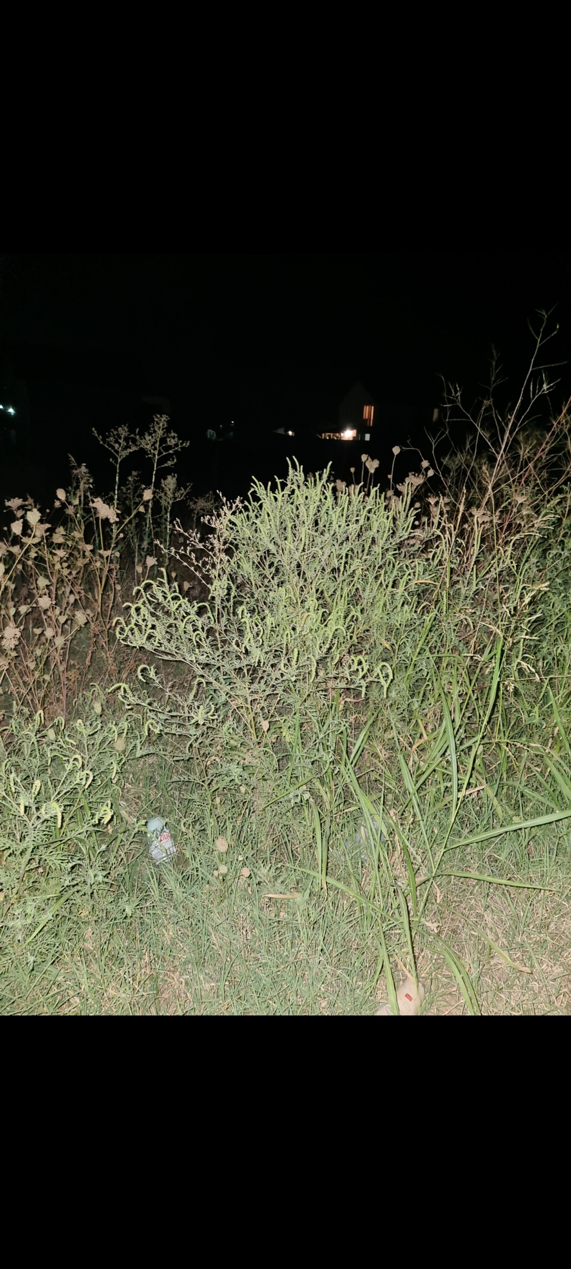 Ambrozie in Strada Primăverii 97, Berceni, Comuna Berceni, Județul Ilfov - inbound2971039505422034041.jpg