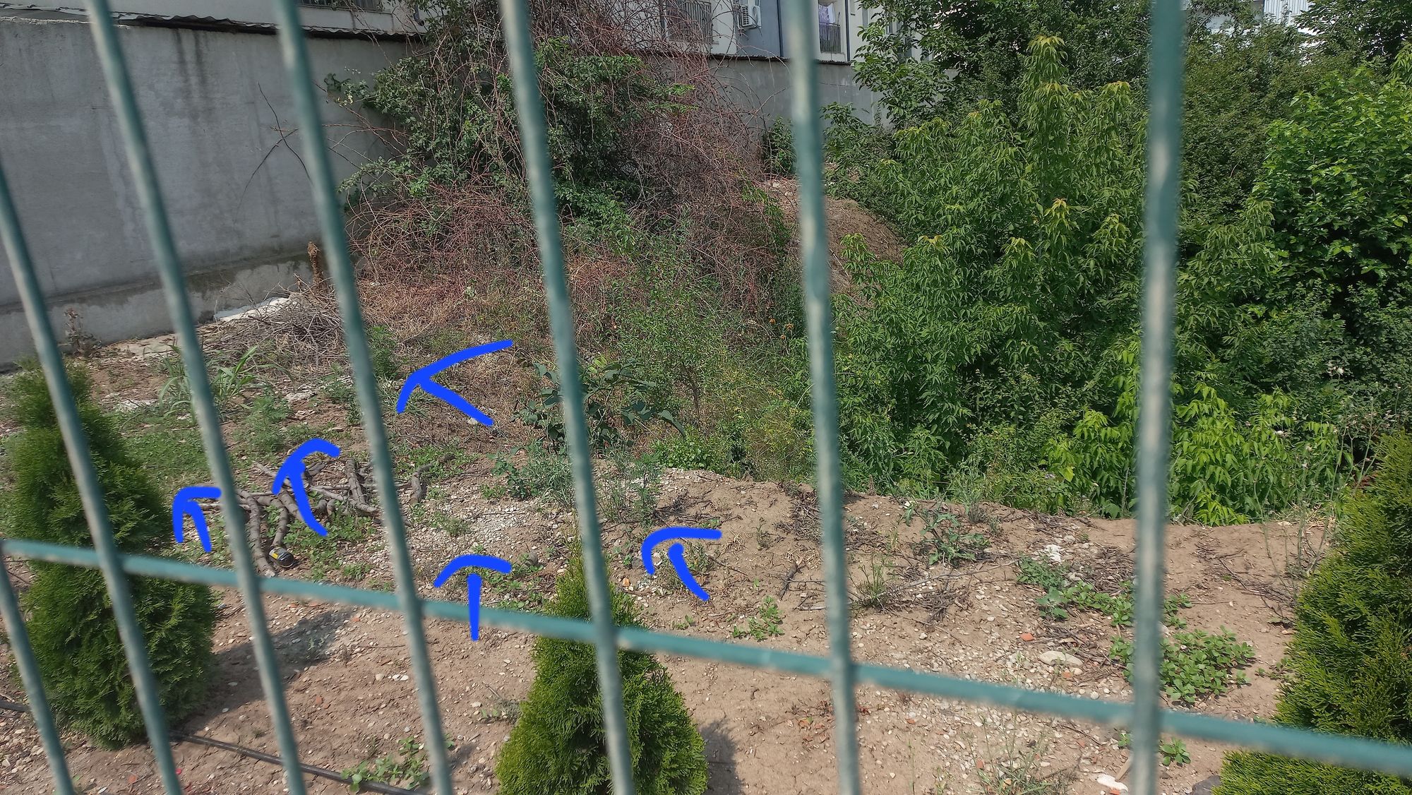 Ambrozie in Strada Biruinței 123, București, Oraş Popeşti Leordeni, Județul Ilfov - 20230711_112104.jpg