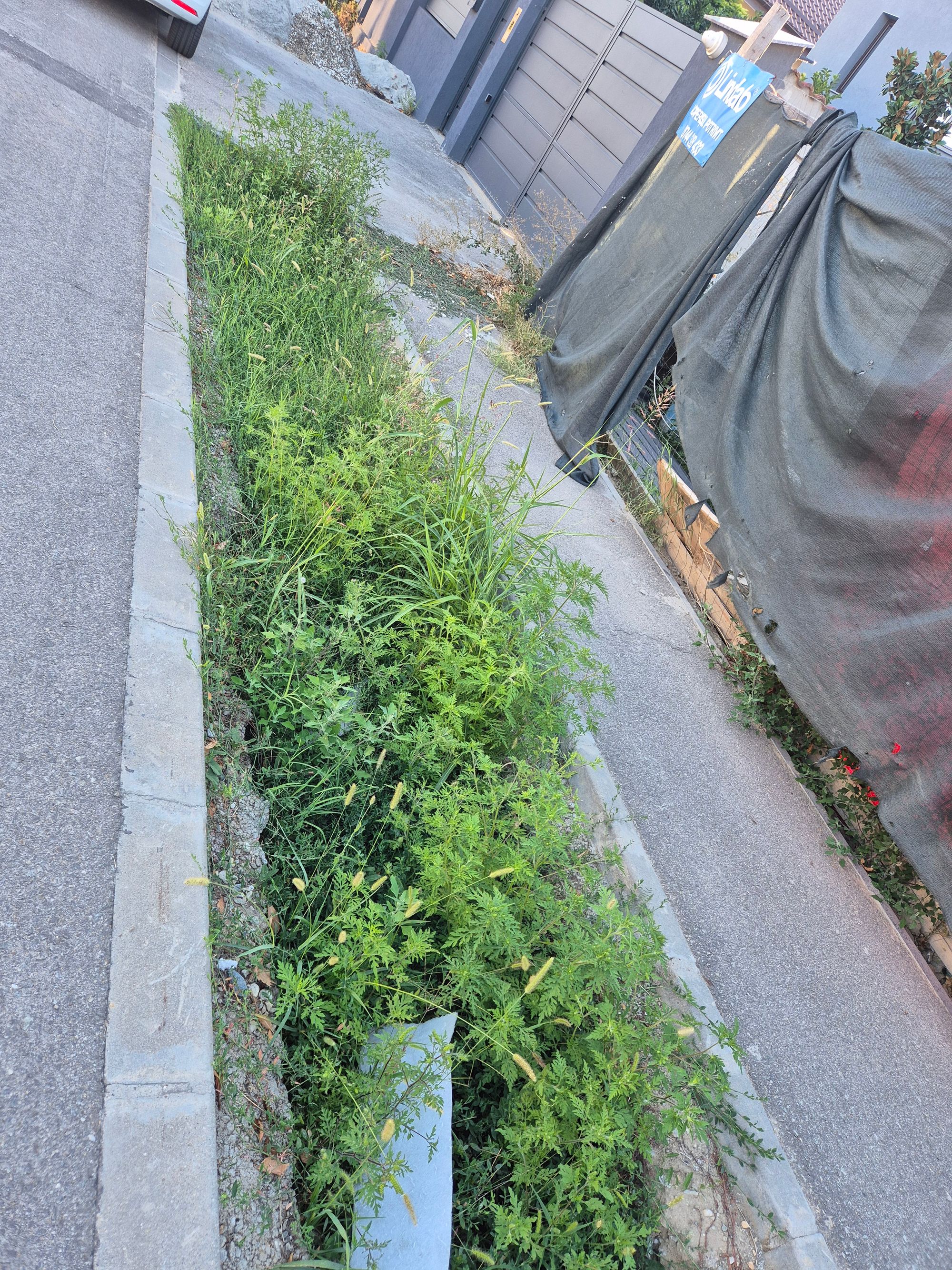 Ambrozie in Aleea Potelu 170, Craiova, Municipiu Craiova, Județul Dolj - inbound5037287902483682083.jpg