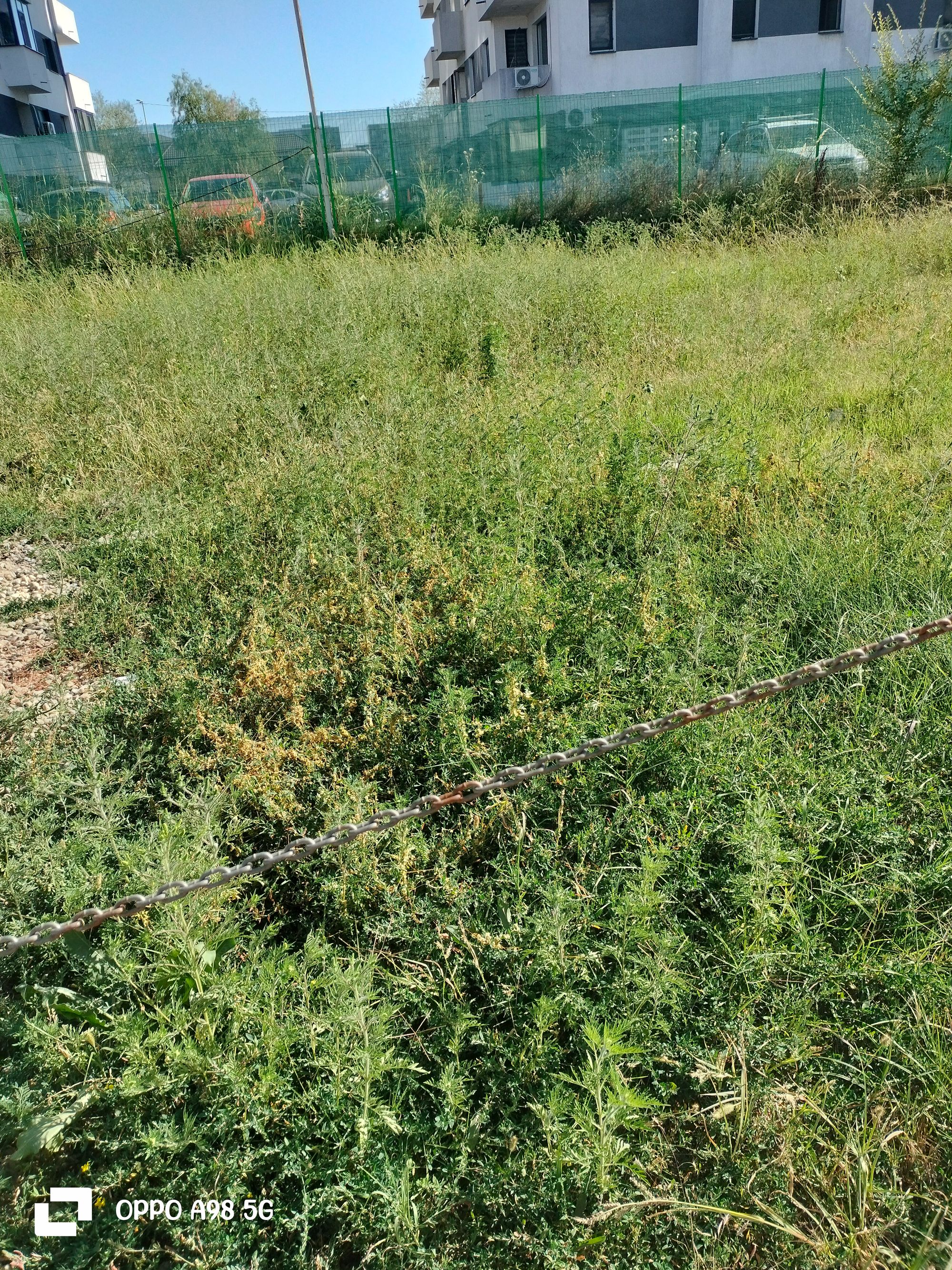 Ambrozie in Strada Sergent Ilie Petre Nr 4h Chiajna Roșu Ilfov