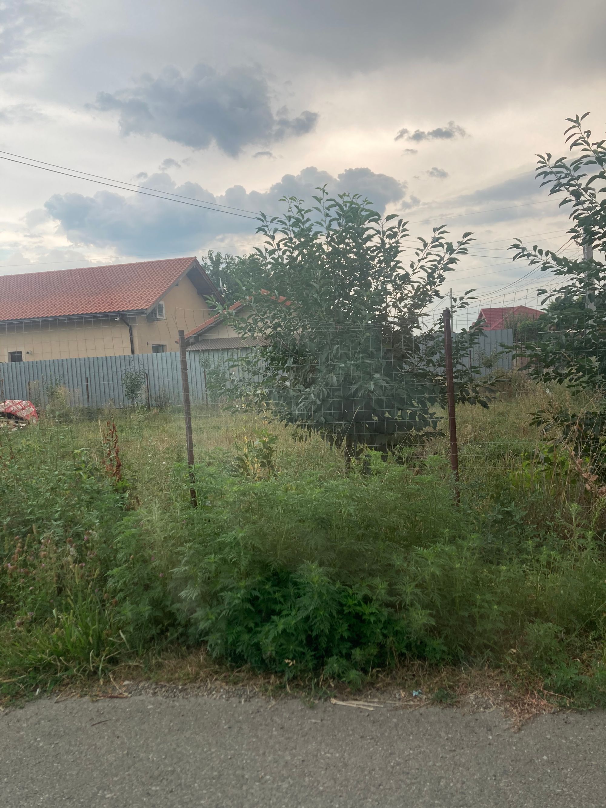 Ambrozie in Strada Pompelor 16, Cordun, Comuna Cordun, Județul Neamț - 44B655E2-E15B-46AA-B452-878BBDC13A2B.jpeg