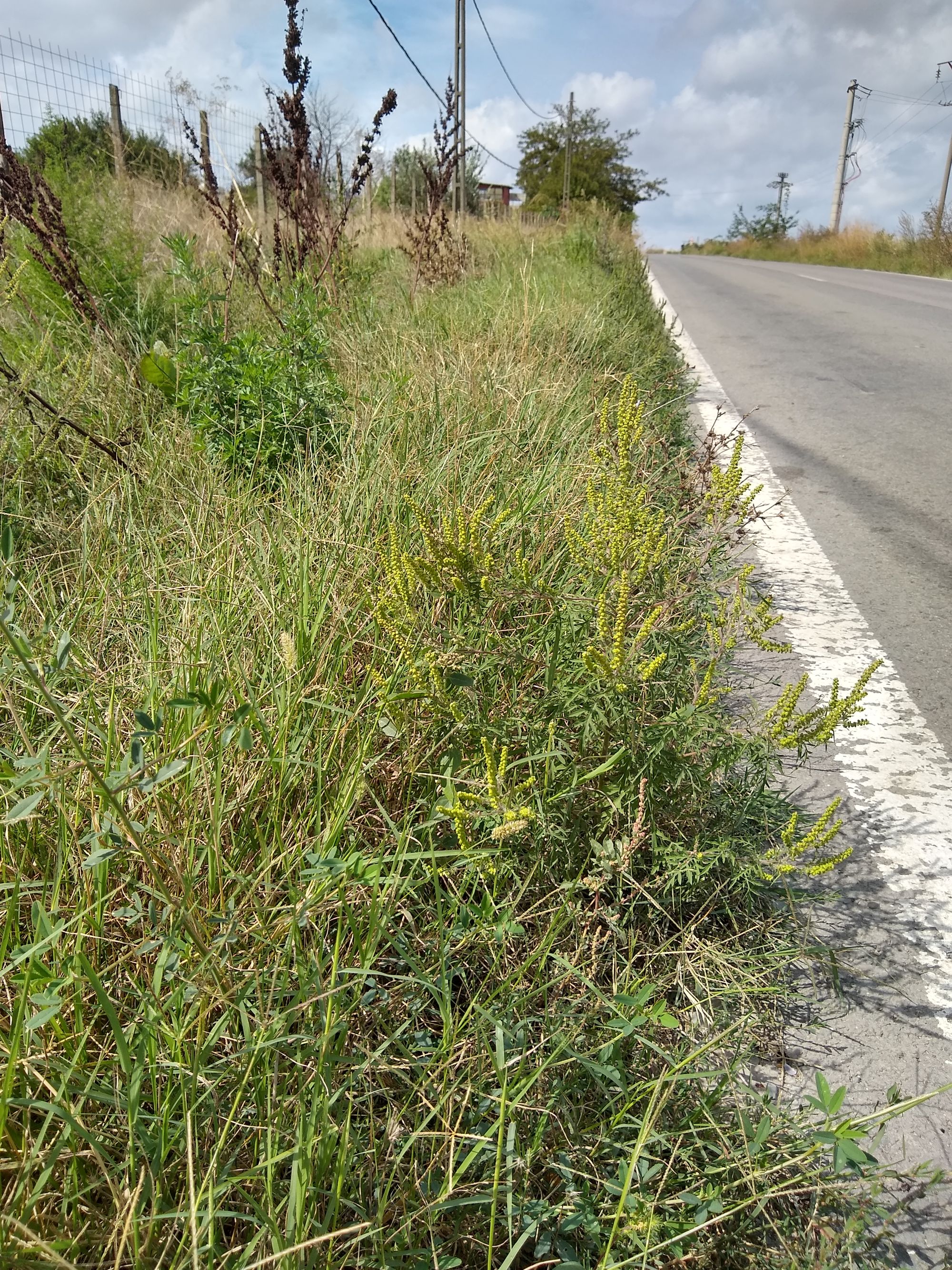 Ambrozie in Șoseaua Națională CD4, Ovidiu, Oraş Ovidiu, Județul Constanța - IMG_20240910_130125941_HDR.jpg