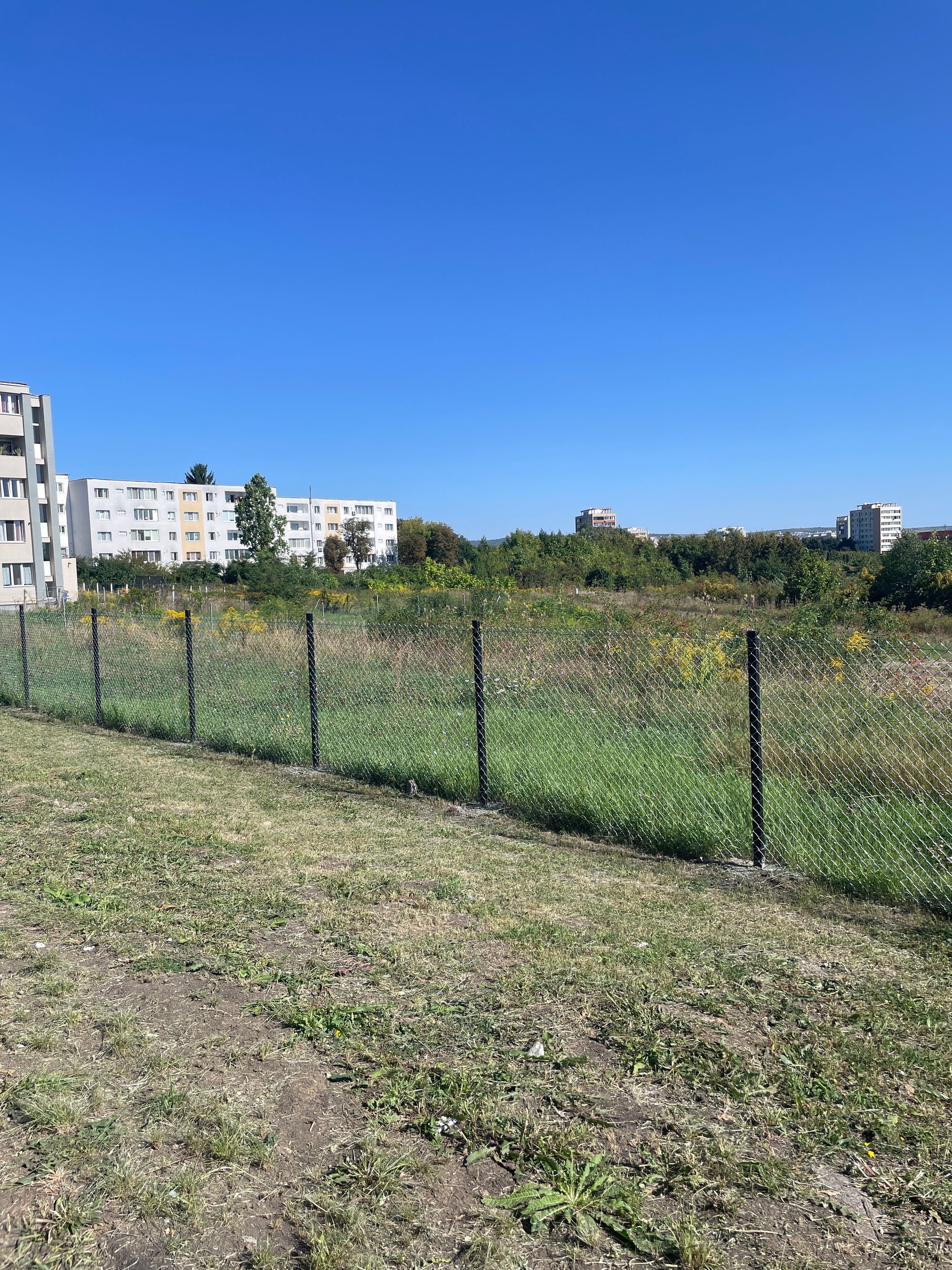Ambrozie in Cluj-Napoca, Municipiu Cluj-napoca, Județul Cluj - image.jpg