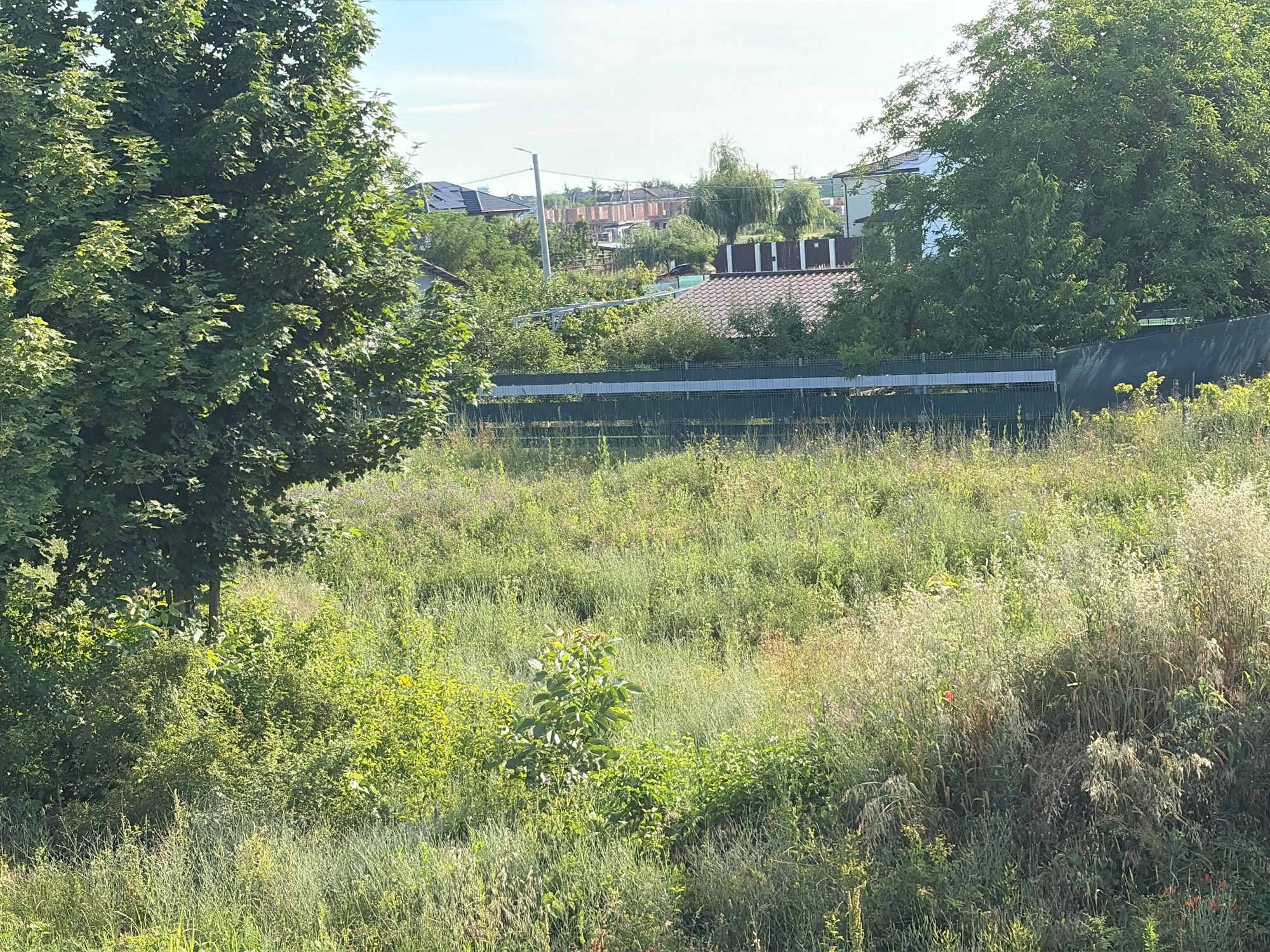 Ambrozie in Strada Grivița 38b, Otopeni, Oraș Otopeni, Județul Ilfov