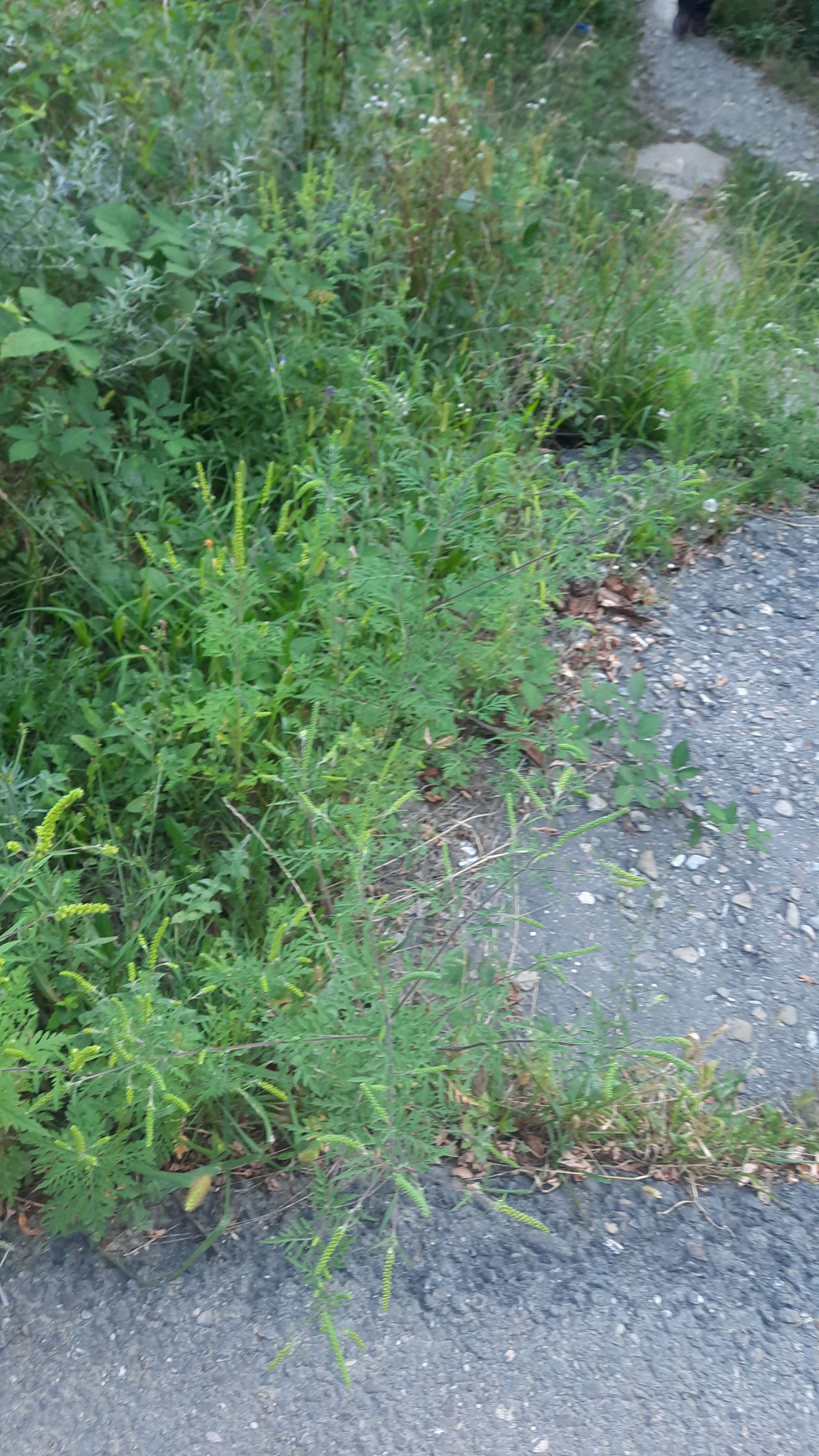 Ambrozie in Corbu, Catina, Buzău County - 20230827_192307.jpg