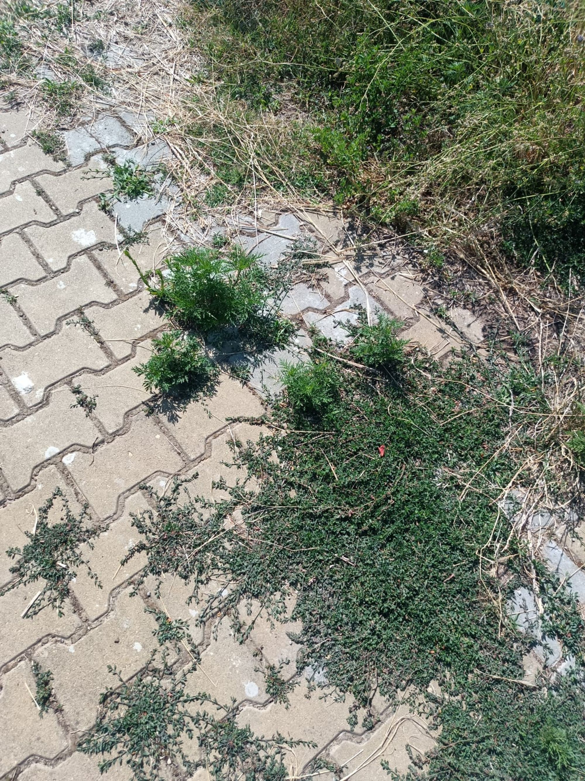 Ambrozie in Strada Primăverii 42, Bolintin-Deal, Comună Bolintin-deal, Județul Giurgiu