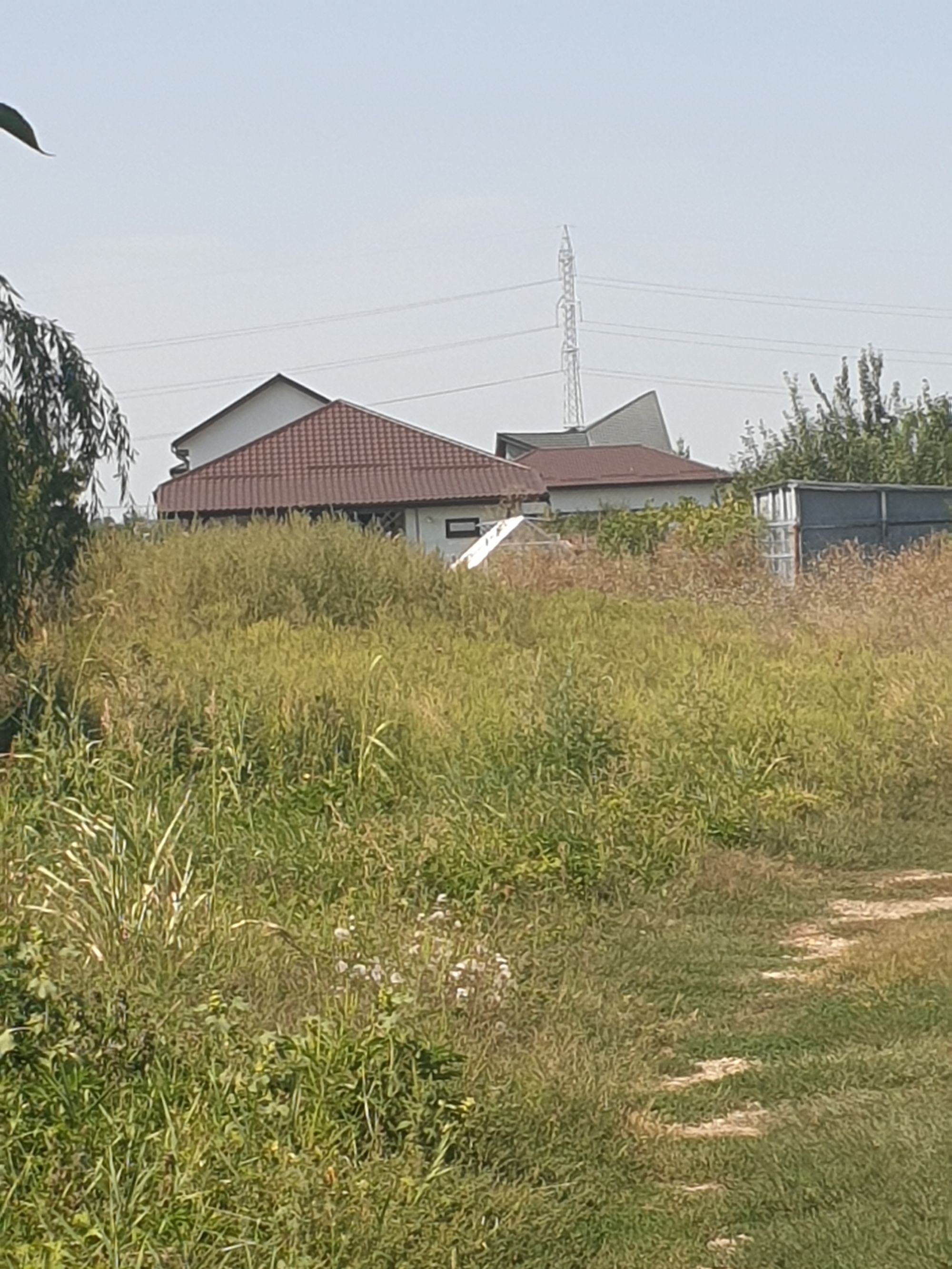 Ambrozie in Strada Primăverii , Săbăreni, Comuna Săbăreni, Județul Giurgiu - 20260901_142331.jpg