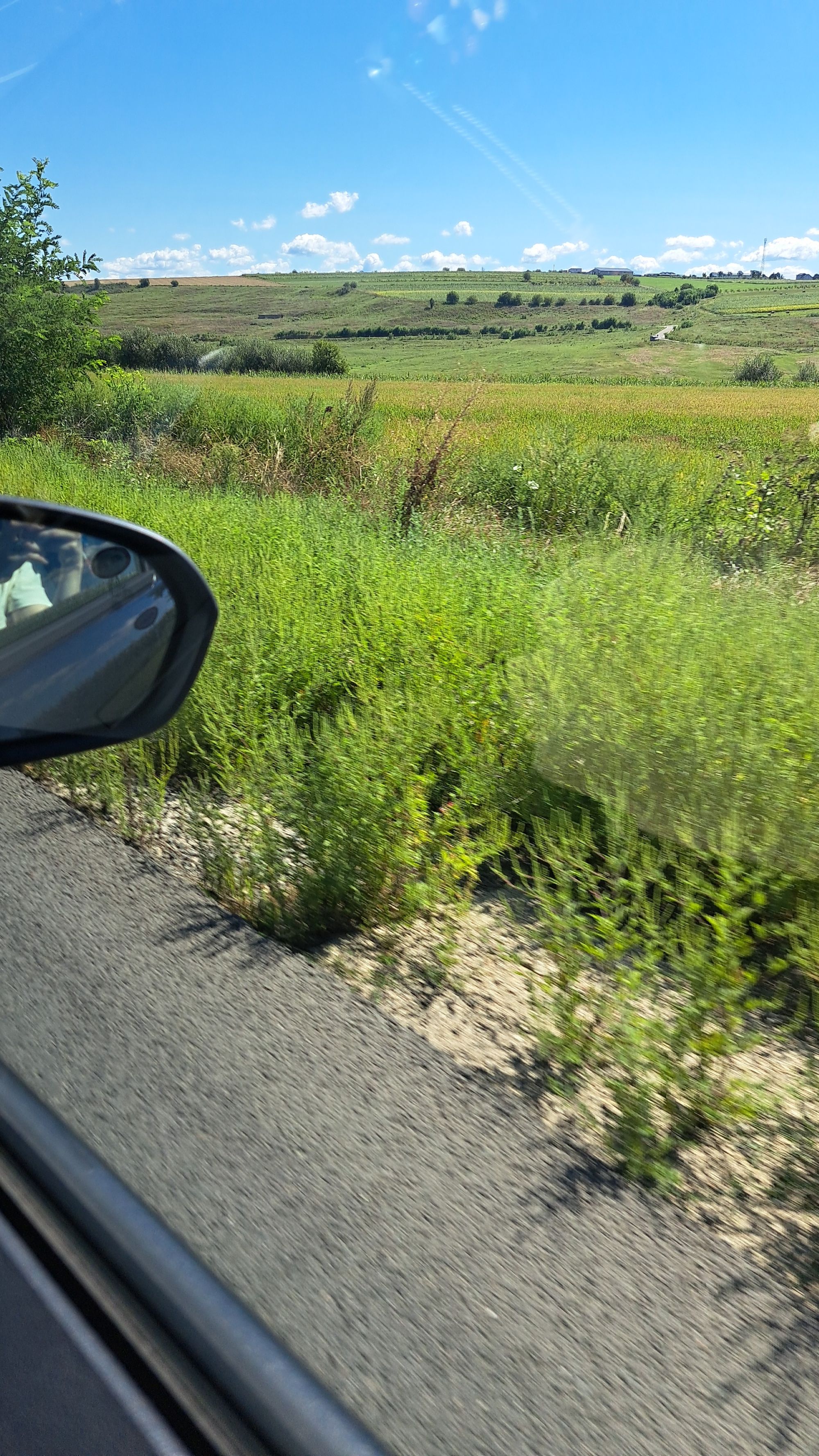 Ambrozie in Butea, Comuna Butea, Județul Iași - IMG-20250825-WA0015.jpeg