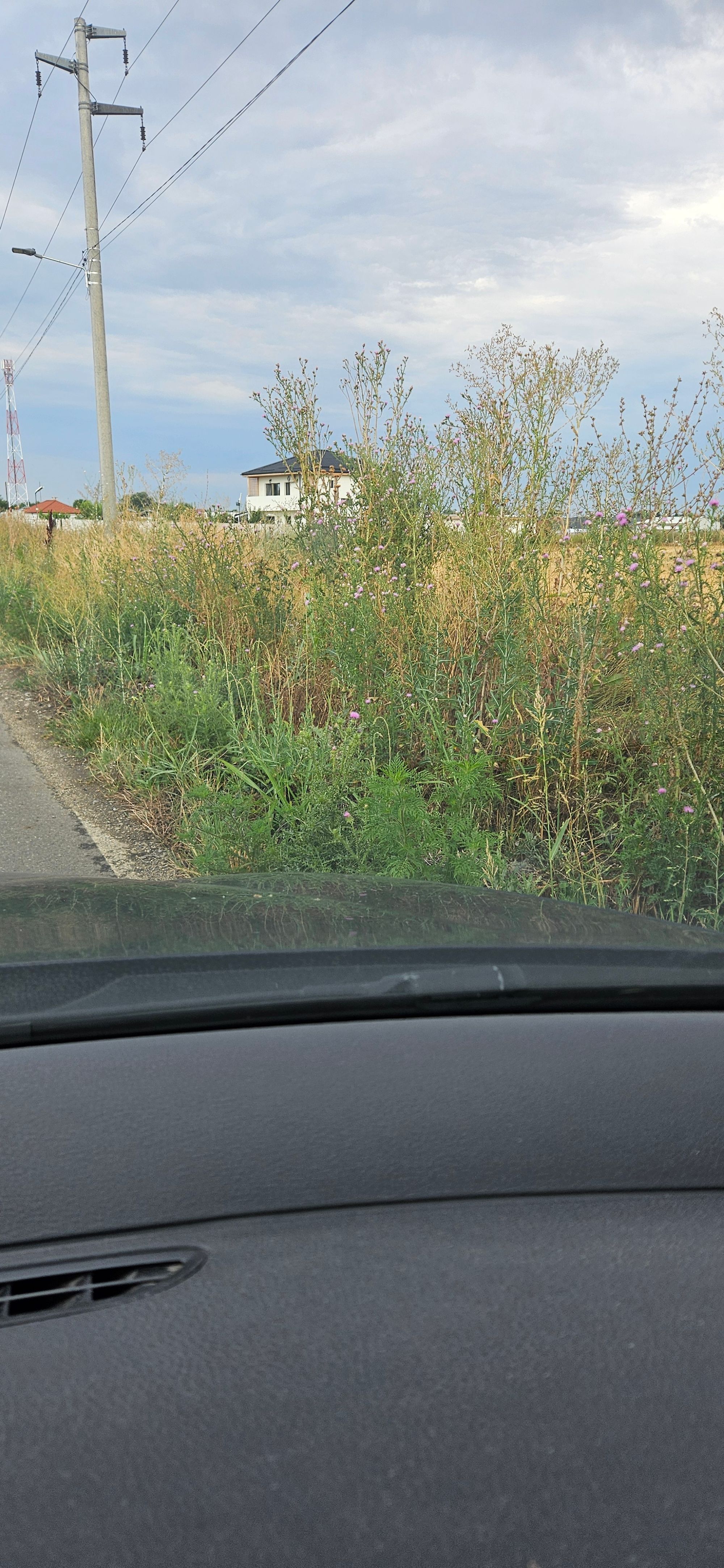 Ambrozie in DC125 13, Clinceni, Comuna Clinceni, Județul Ilfov