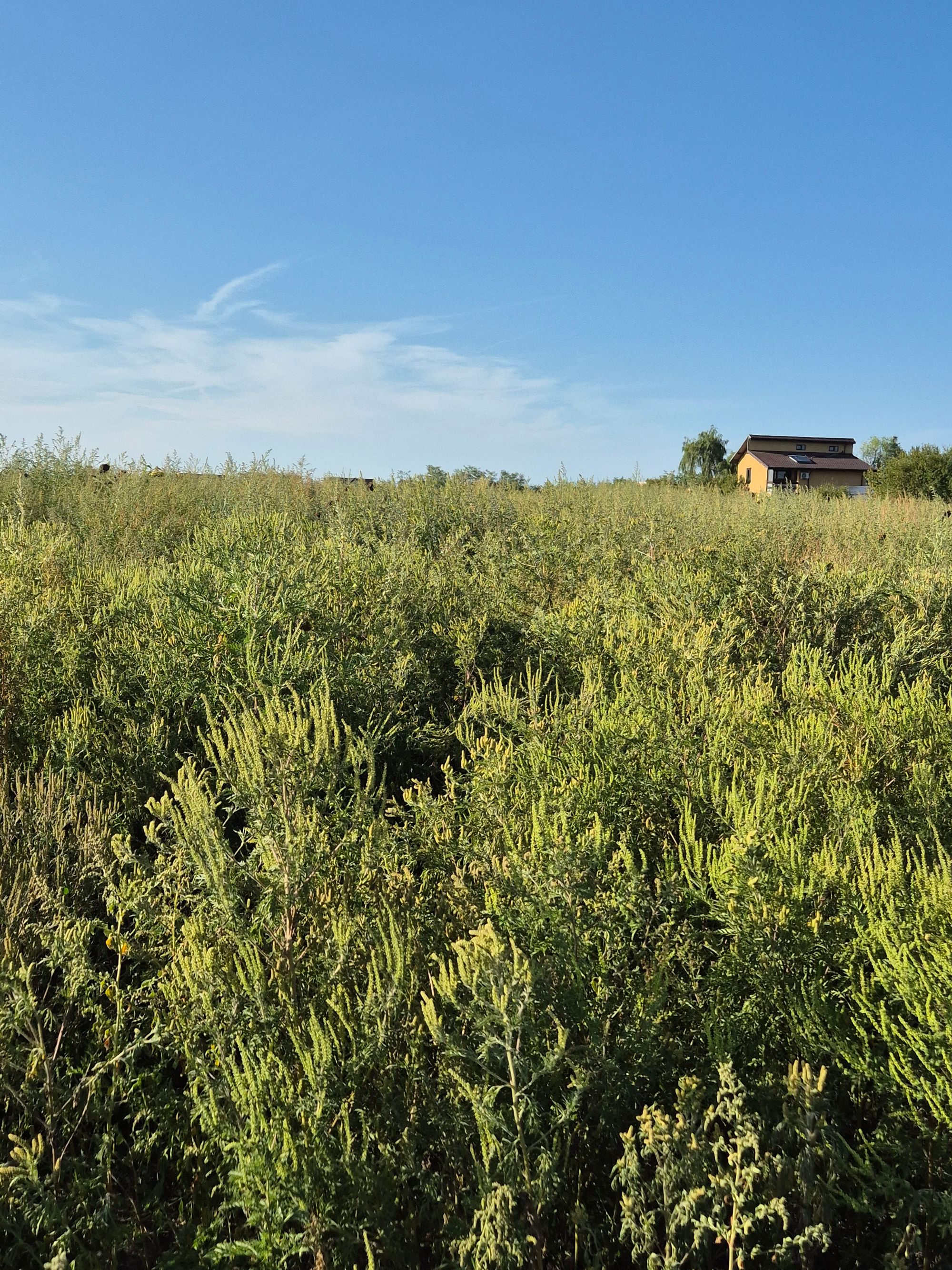 Ambrozie in Samurcași, Comuna Crevedia, Județul Dâmbovița - 20250914_170546.jpg