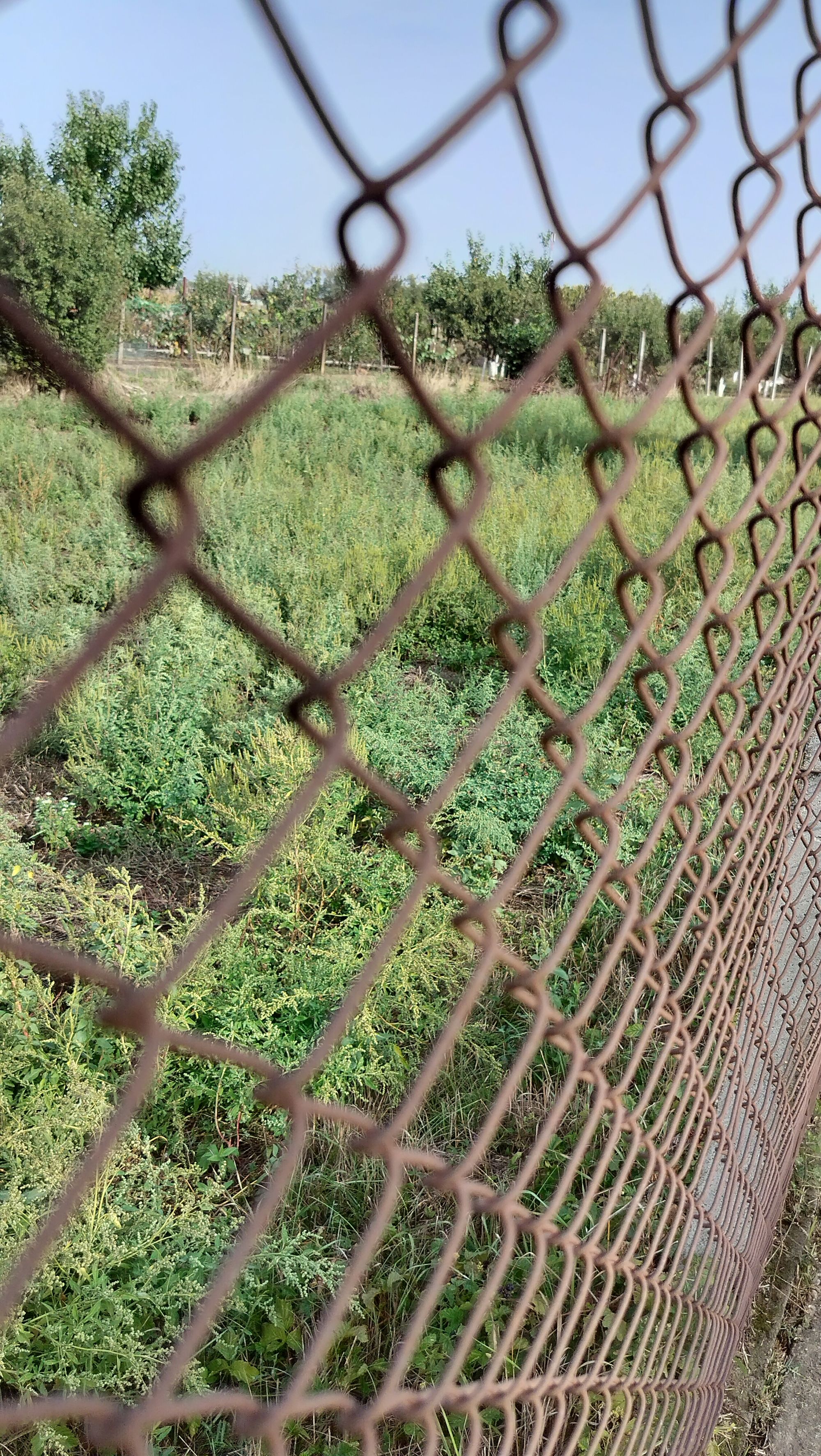 Ambrozie in Str. Magnoliei 2, Girișu de Criș, Comuna Girișu de Criș, Județul Bihor - IMG20250913105056.jpg