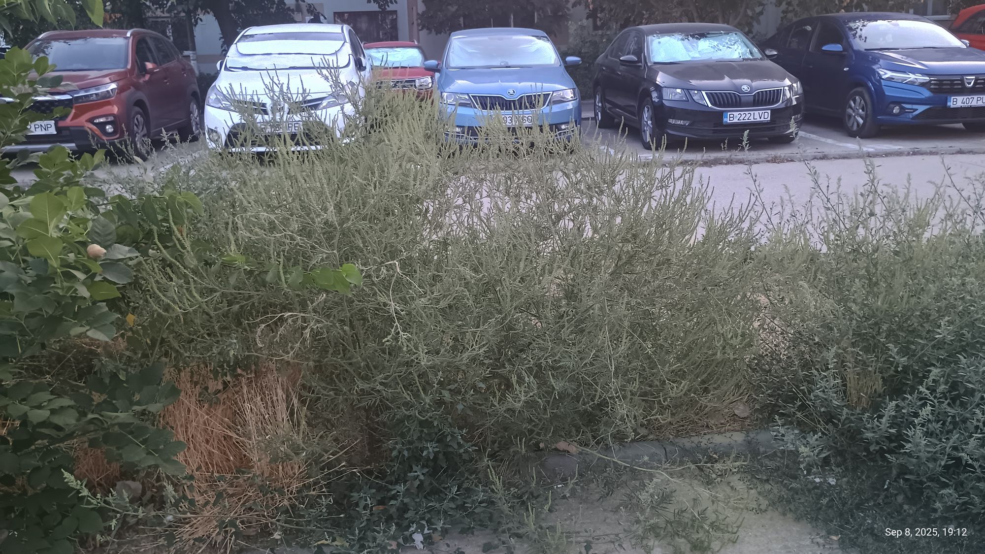 Ambrozie in Strada Pădureni 4, București, Municipiul București - IMG_20250908_191224181_HDR.jpg