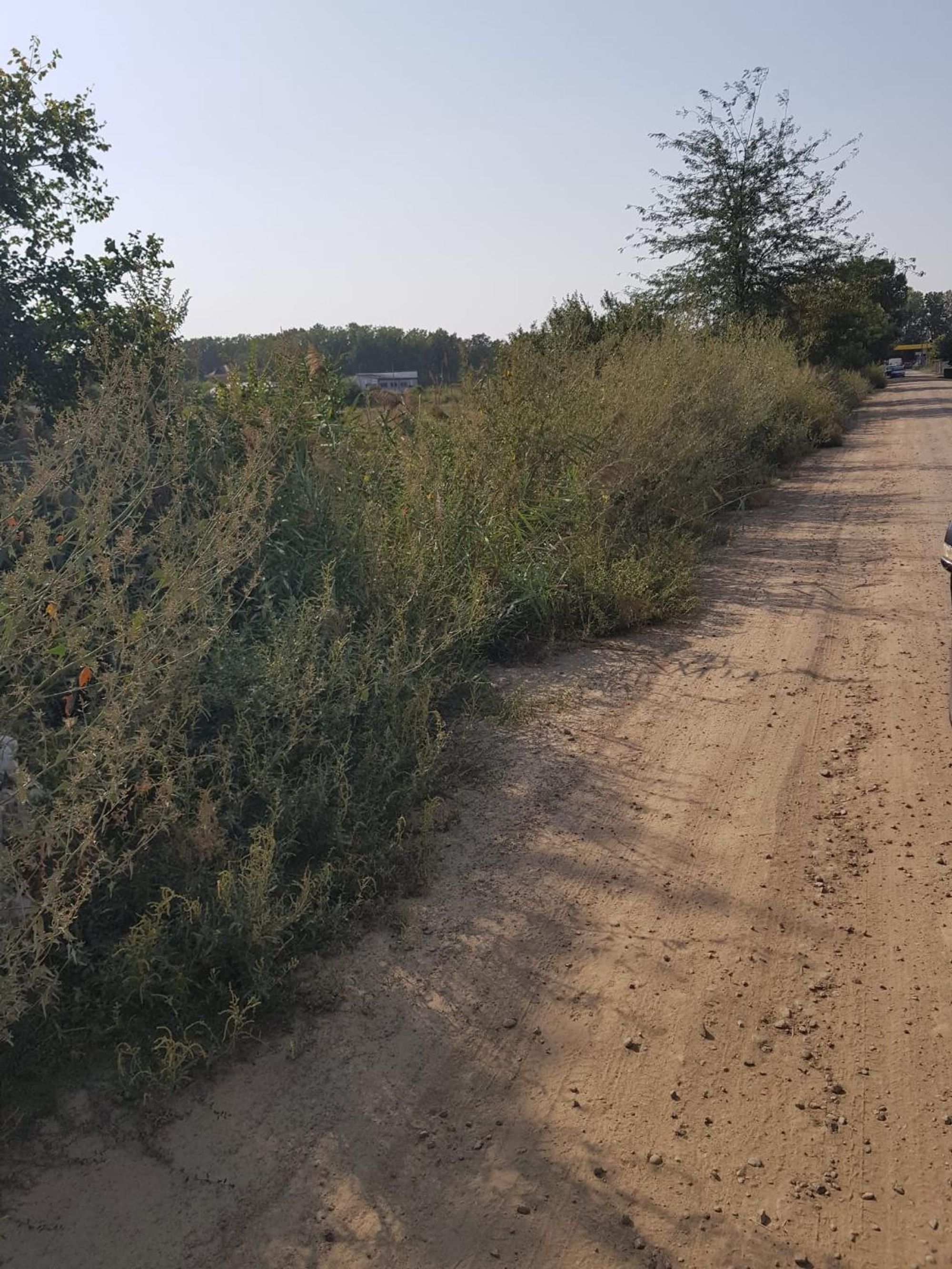 Ambrozie in Vărsătura, Comuna Chișcani, Județul Brăila - 3.jfif