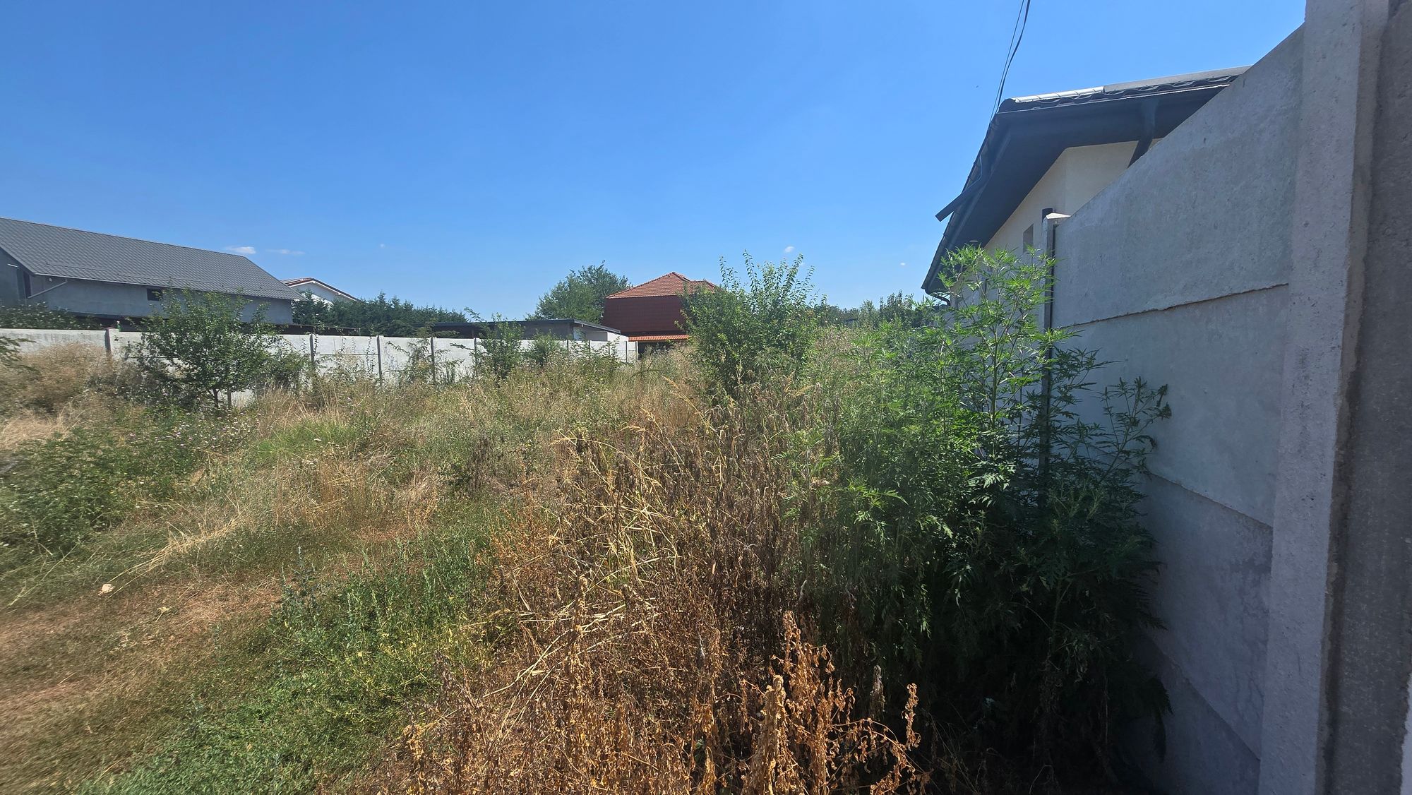 Ambrozie in Aleea 2 Crizantemelor 24, Comuna Malu Mare, Județul Dolj