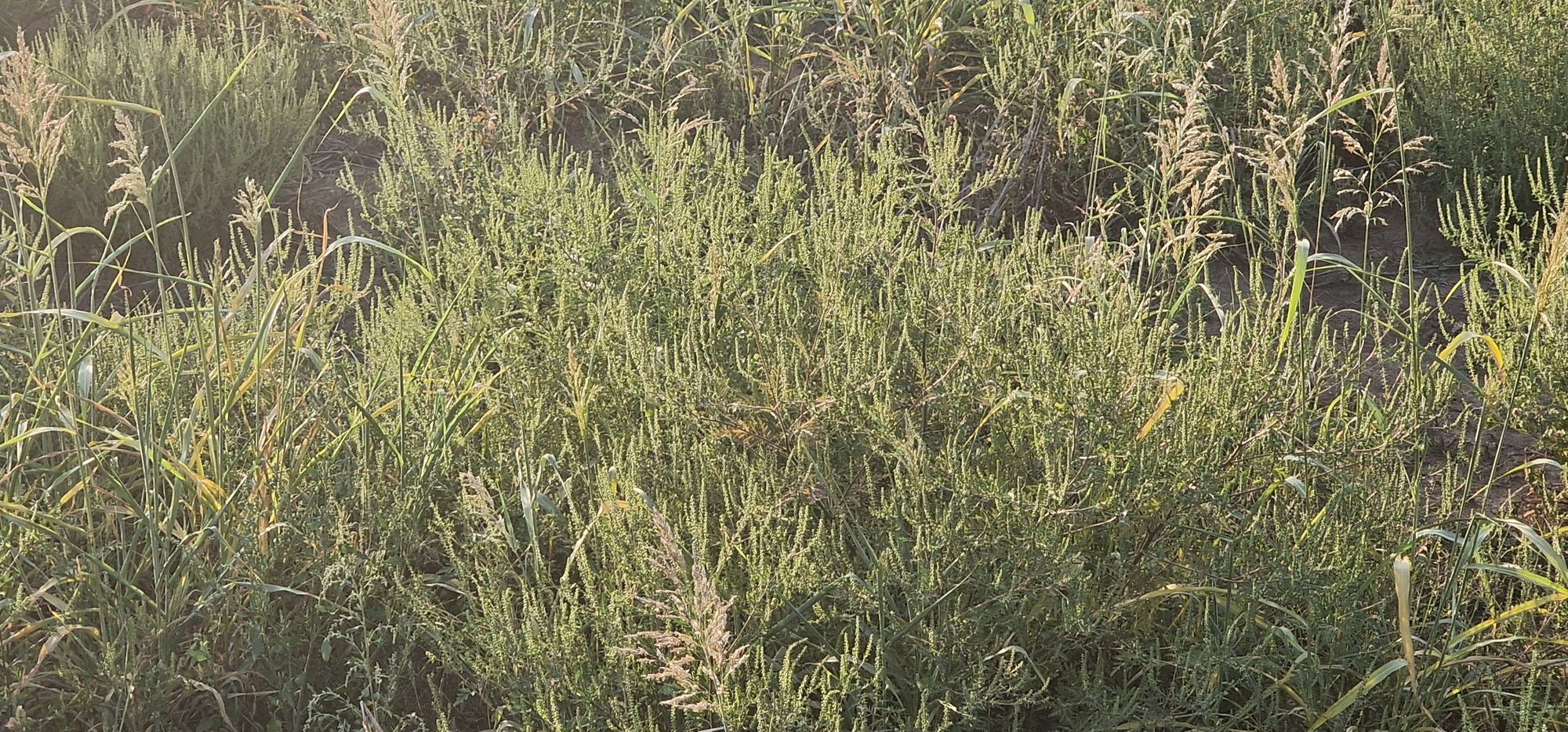 Ambrozie in Strada Podul Banului 82, Joița, Comuna Joița, Județul Giurgiu - 20250908_183531.jpg