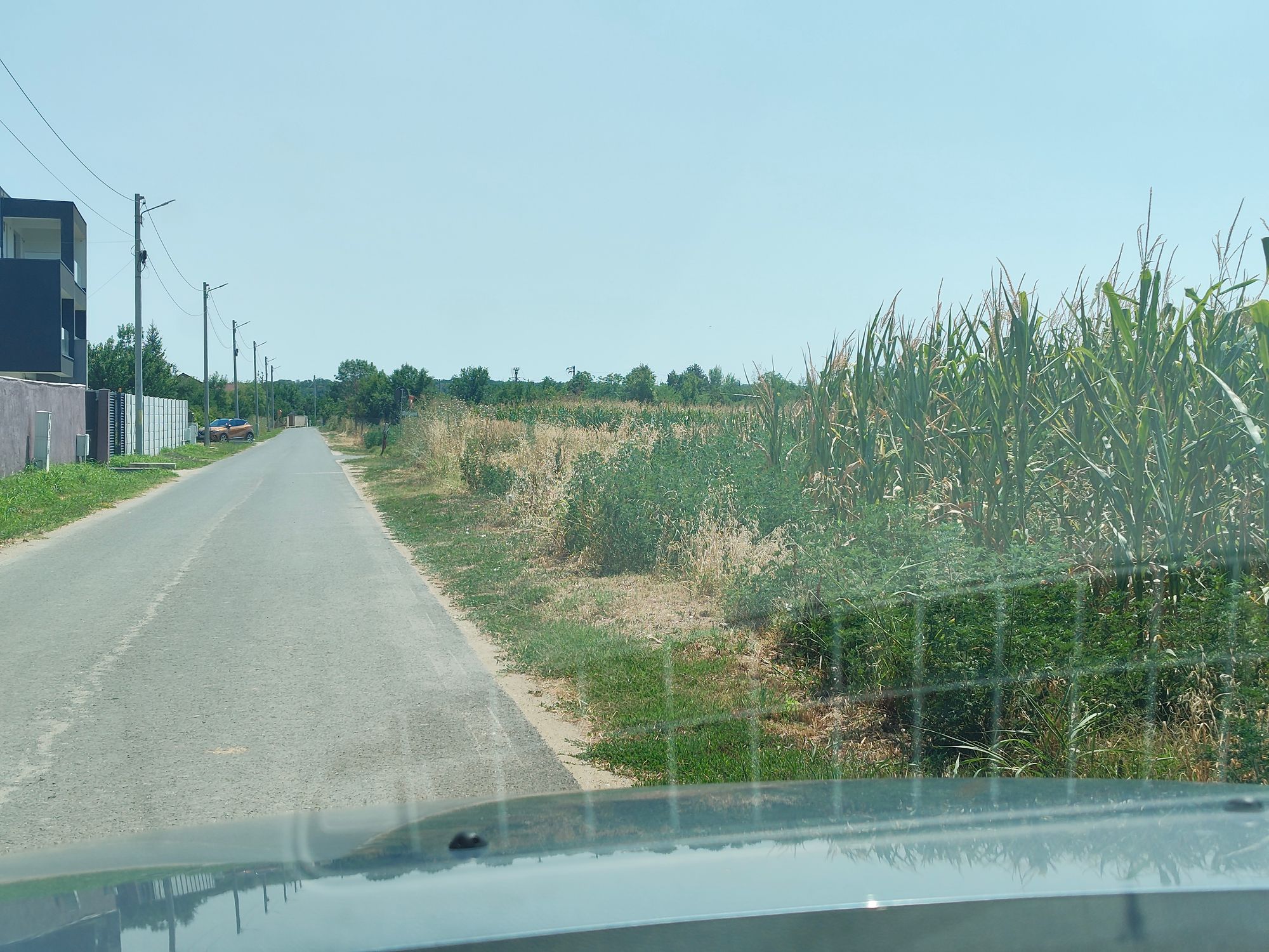 Ambrozie in Strada Căminului 22, Țegheș, Comuna Domnești, Județul Ilfov