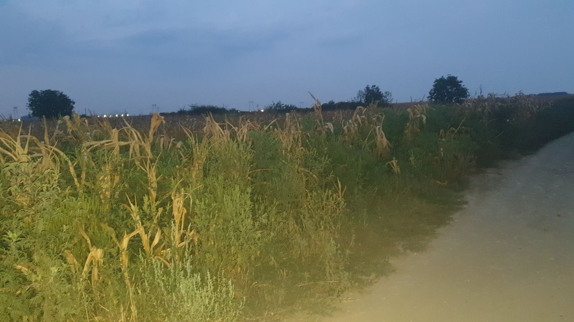 Ambrozie in Bolintin-Deal, Bolintin - Deal, Giurgiu County - 20230822_203603.jpg