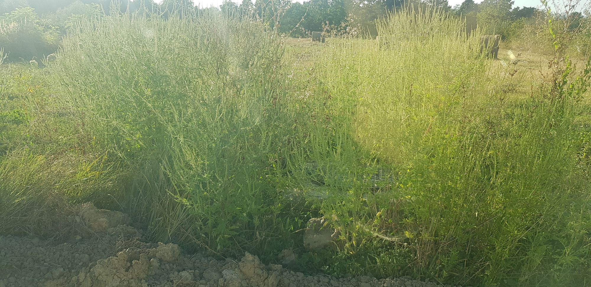 Ambrozie in Strada Salcâmului, Negrești-Oaș, Oraş Negreşti-oaş, Județul Satu Mare - 20230828_182613.jpg