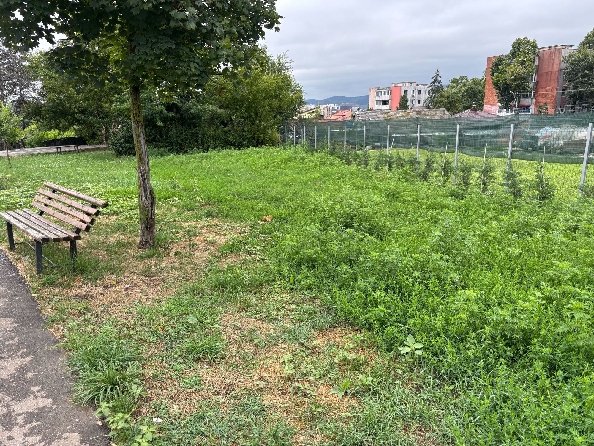 Ambrozie in Strada Ciric 33, Iași, Municipiu Iaşi, Județul Iași