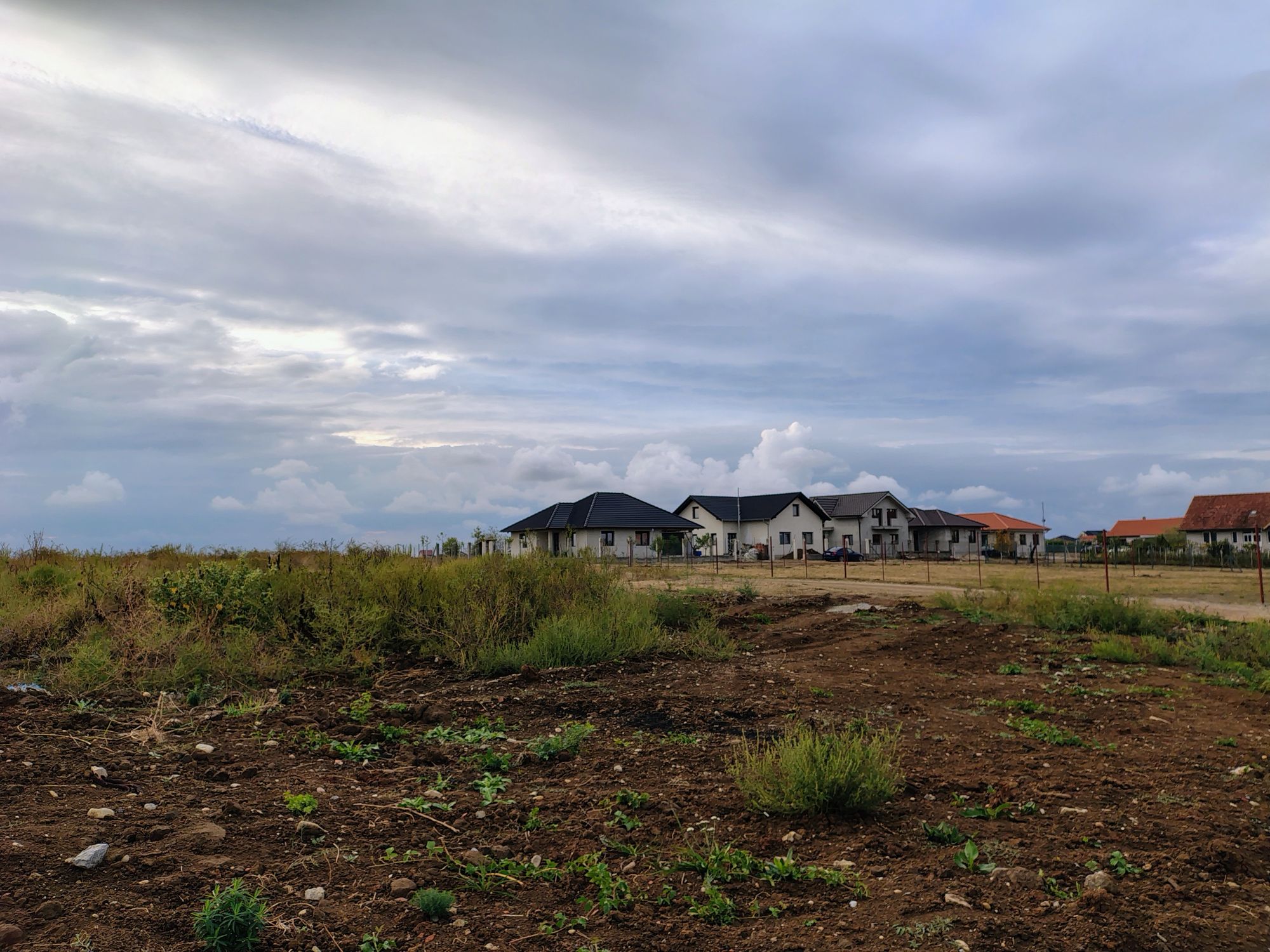 Ambrozie in Strada Nojoridului 260, Oradea, Municipiu Oradea, Județul Bihor - 1000001130.jpg