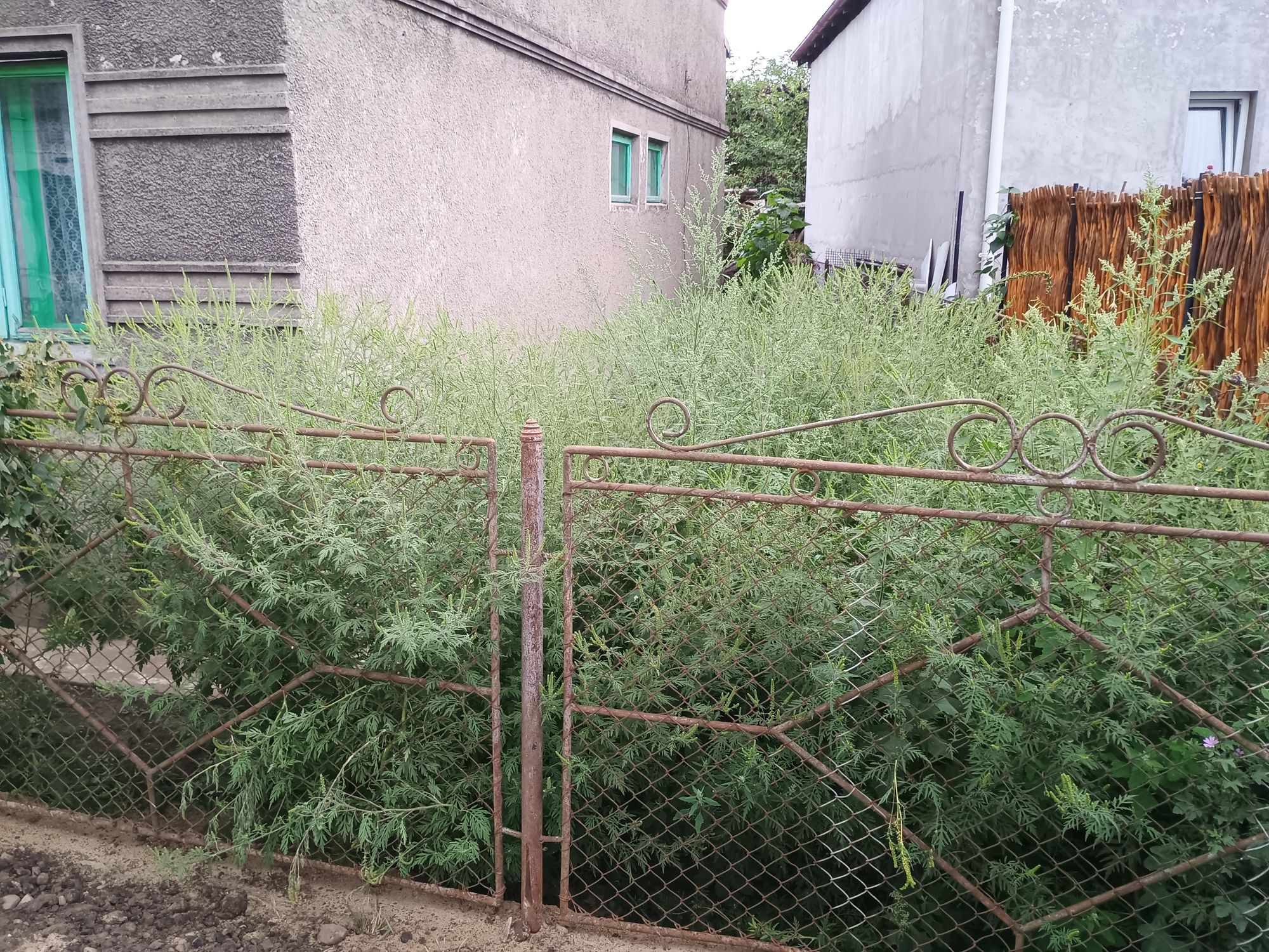 Ambrozie in Strada Alexandru Voievidca 11, Suceava, Municipiu Suceava, Județul Suceava