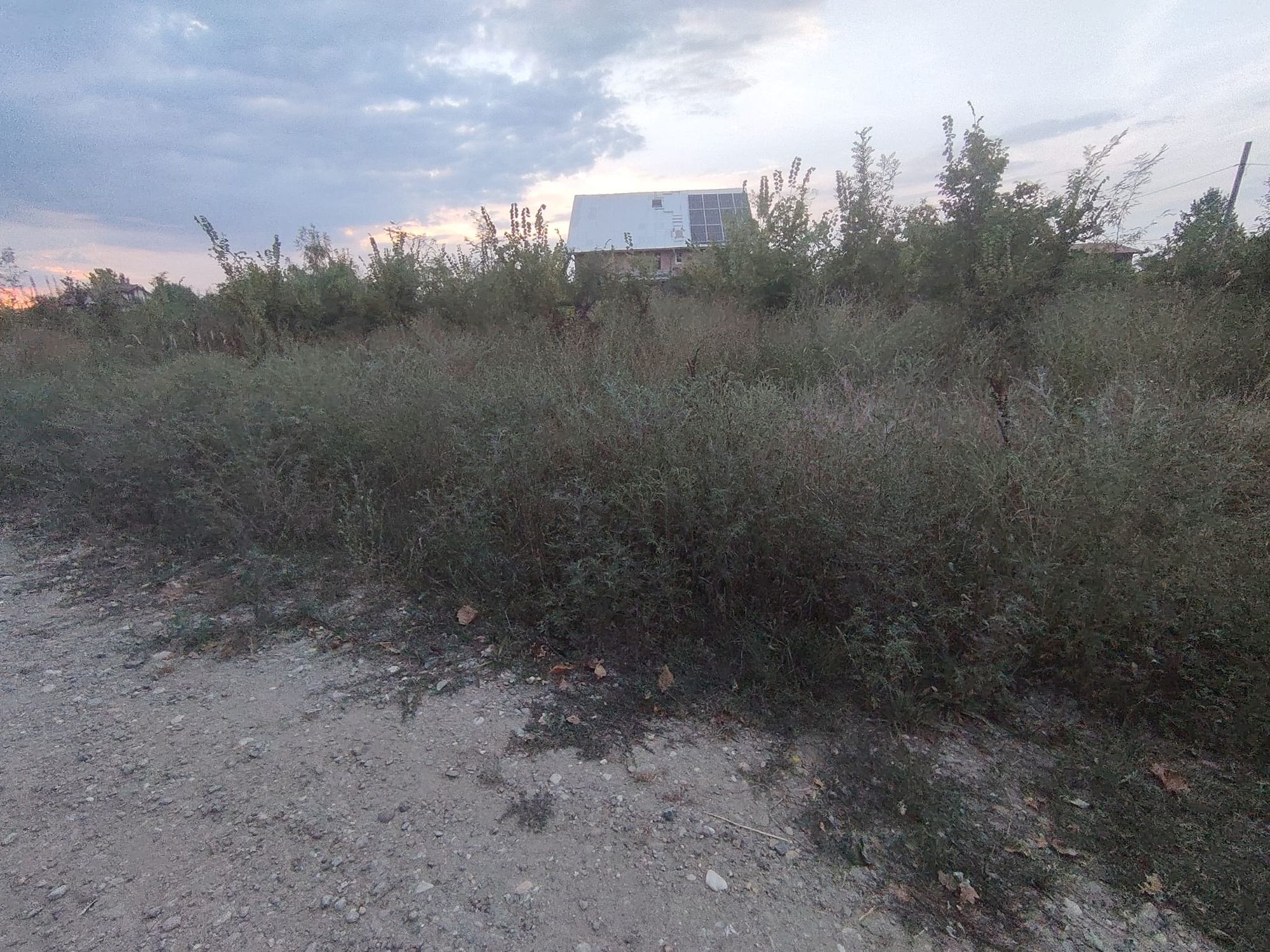 Ambrozie in Strada Padurea Cu Tei 18, Gulia, Comuna Tărtășești, Județul Dâmbovița
