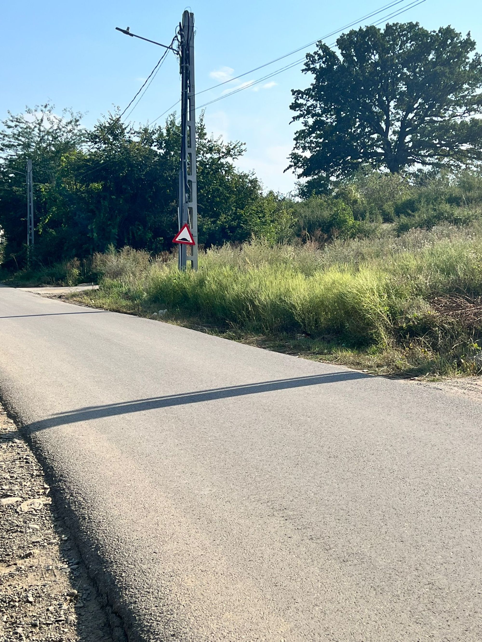 Ambrozie in Strada Stefan Cortez 161, Iași, Comuna Ciurea, Județul Iași