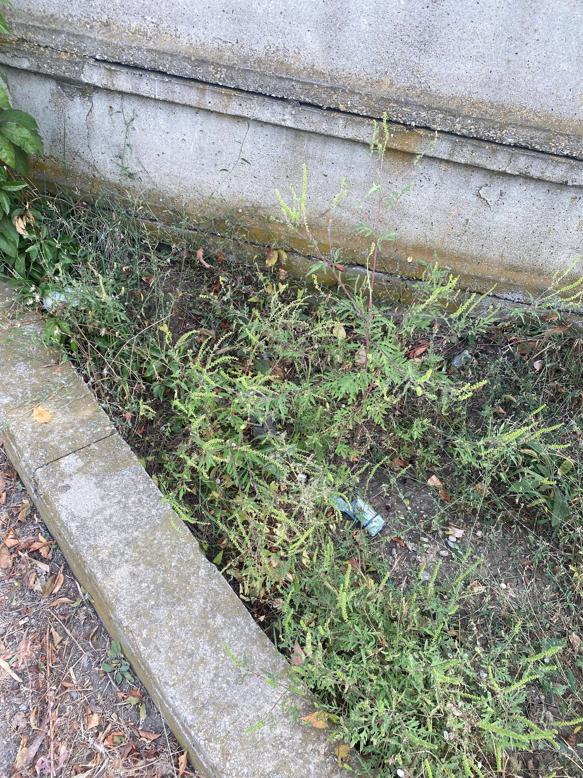 Ambrozie in Calea Bucureștilor 224k, Otopeni, Oraş Otopeni, Județul Ilfov - image.jpg