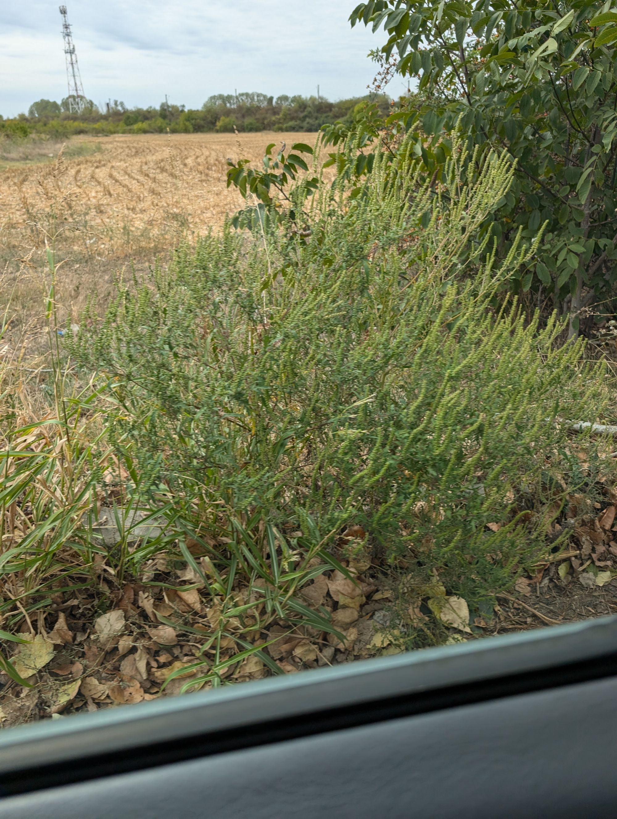 Ambrozie in Ploiești, Municipiu Ploieşti, Județul Prahova