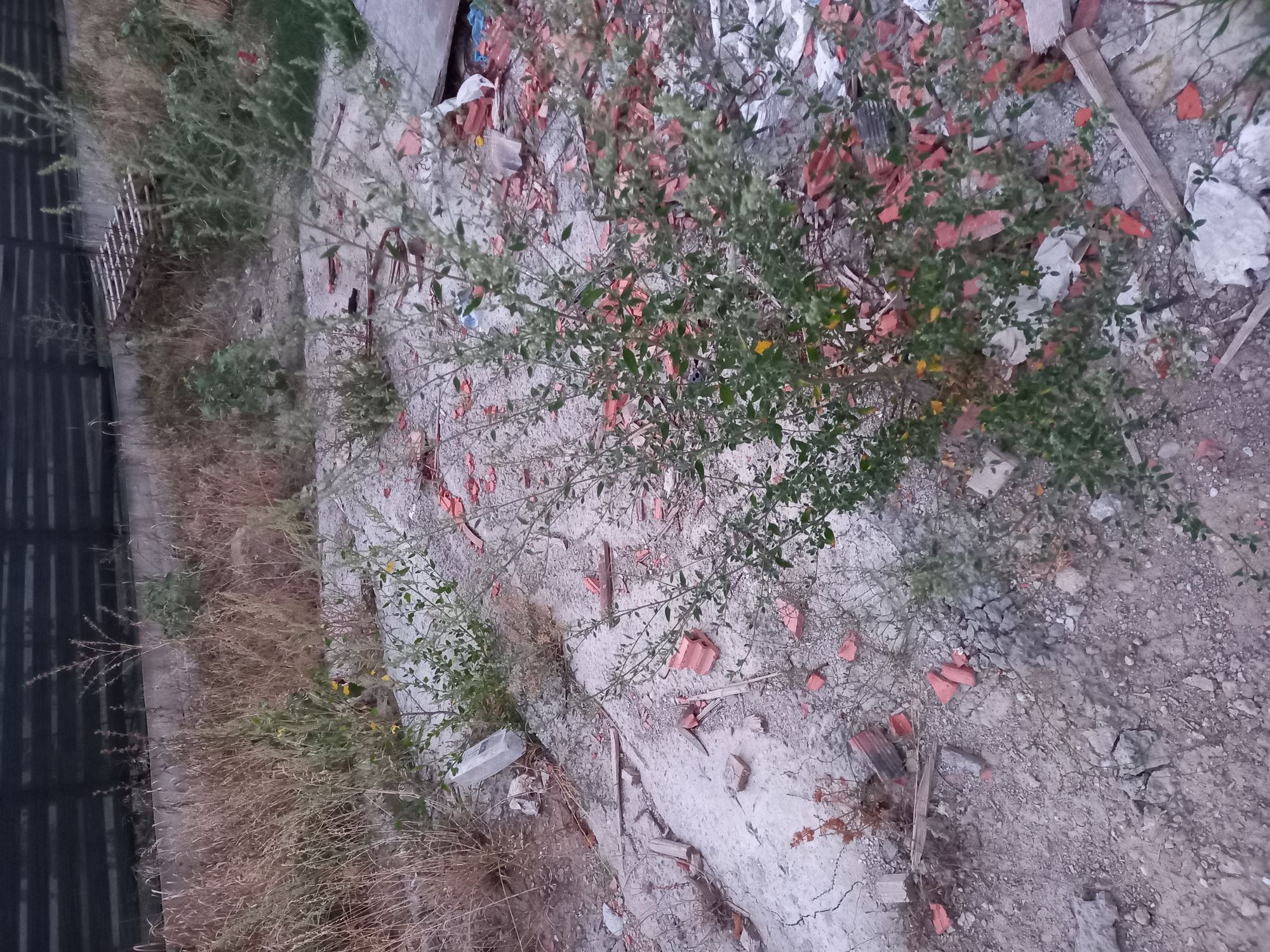 Ambrozie in Strada Balta Pasarea 7, Comuna Tunari, Județul Ilfov - 16935878837184226435671780924149.jpg